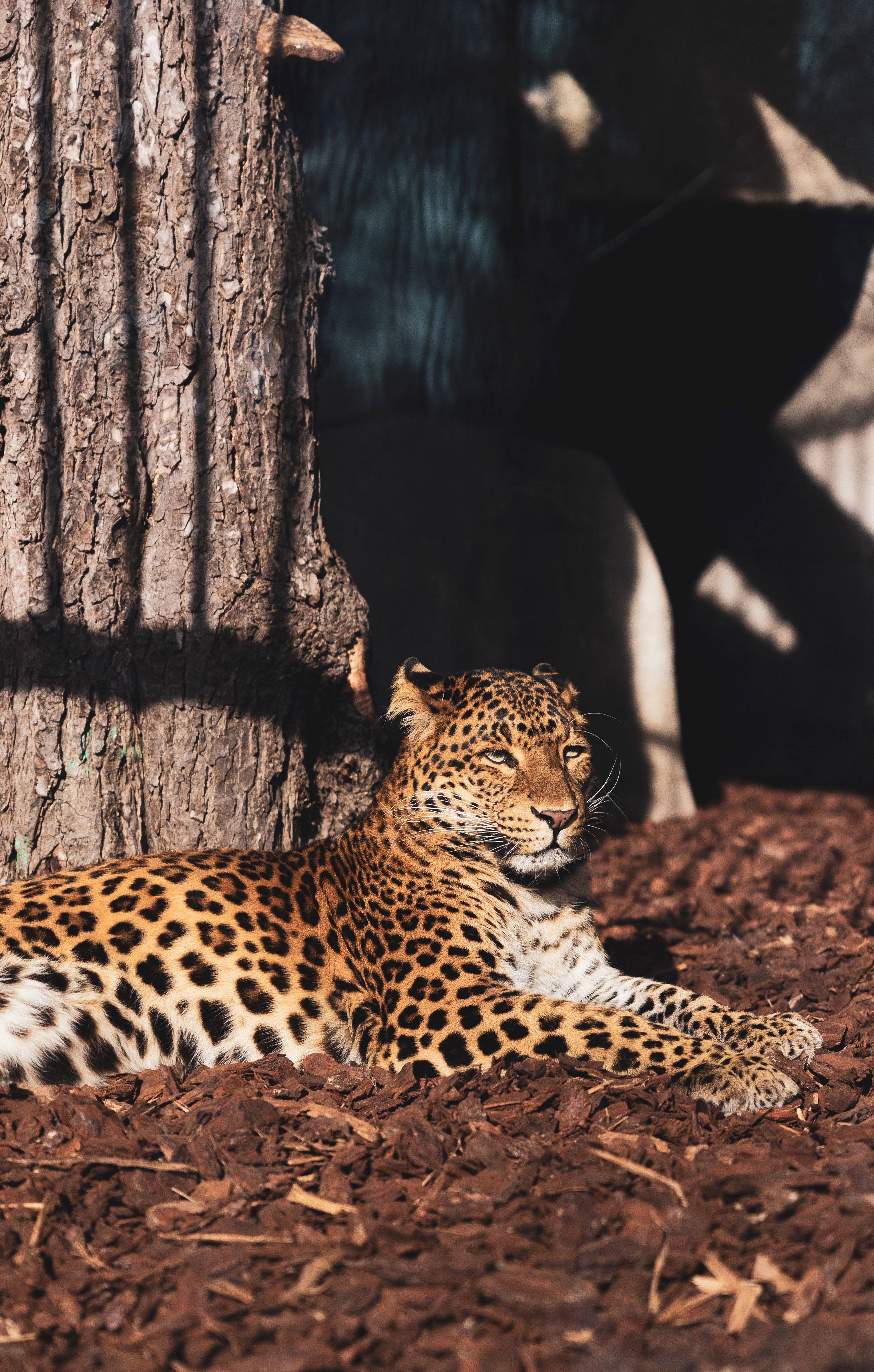 Amur Leopard Photo, Download The BEST Free Amur Leopard & HD Image