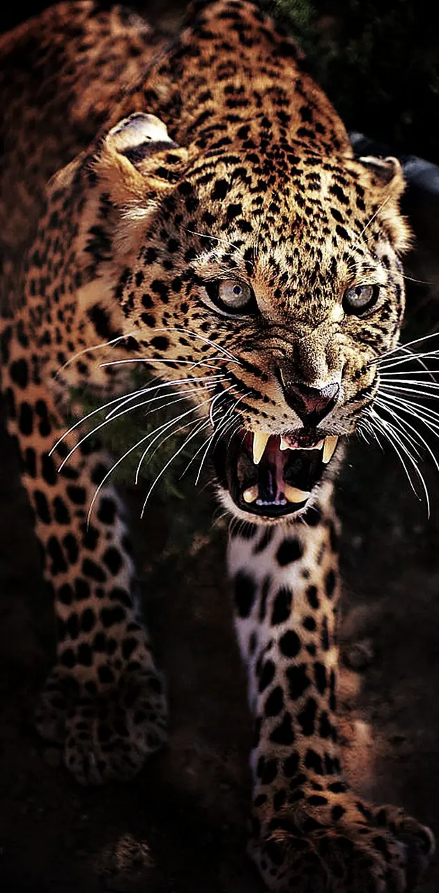 Angry leopard wallpaper