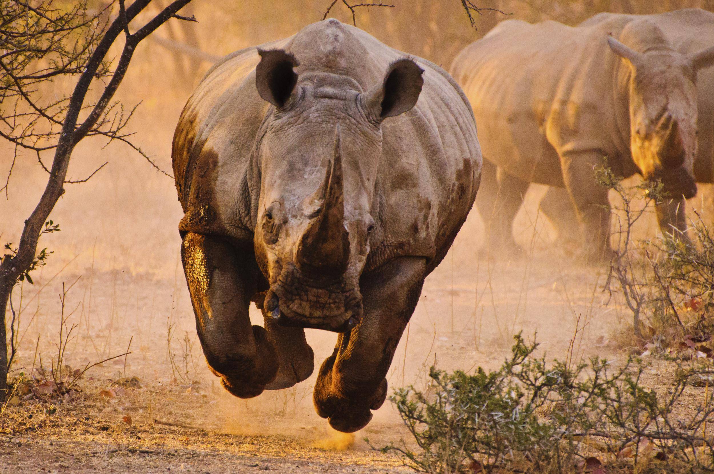 Rhino HD Wallpaper and Background