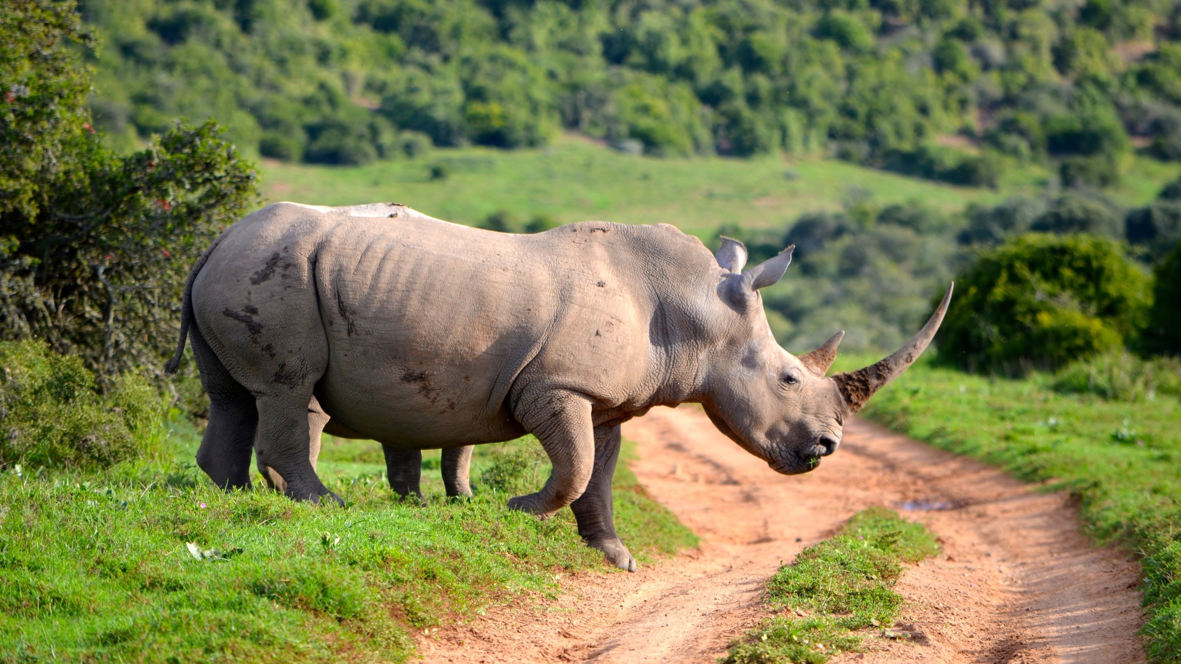 Animal Rhino 4k Ultra HD Wallpaper