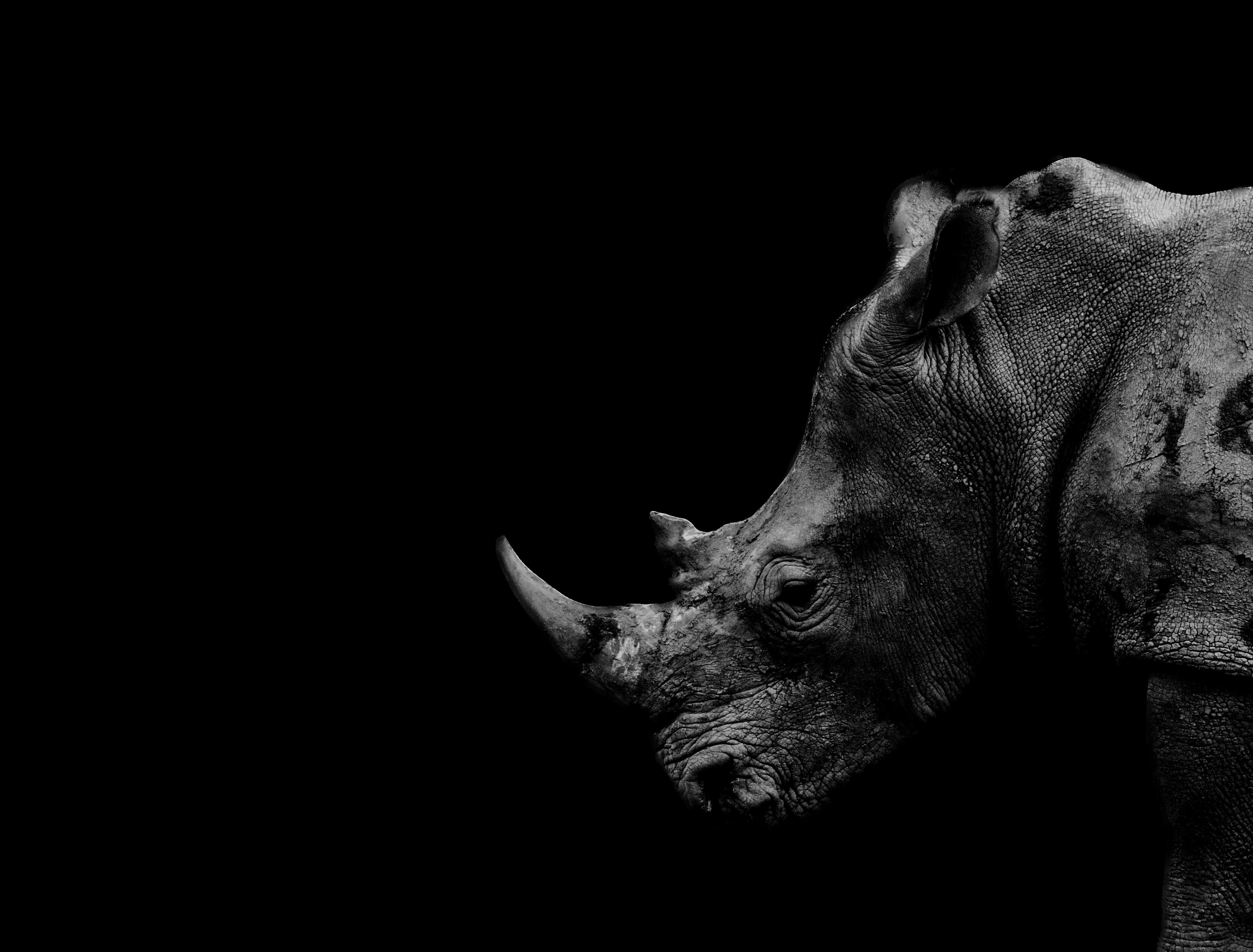 Black Rhinoceros Photo, Download The BEST Free Black Rhinoceros & HD Image