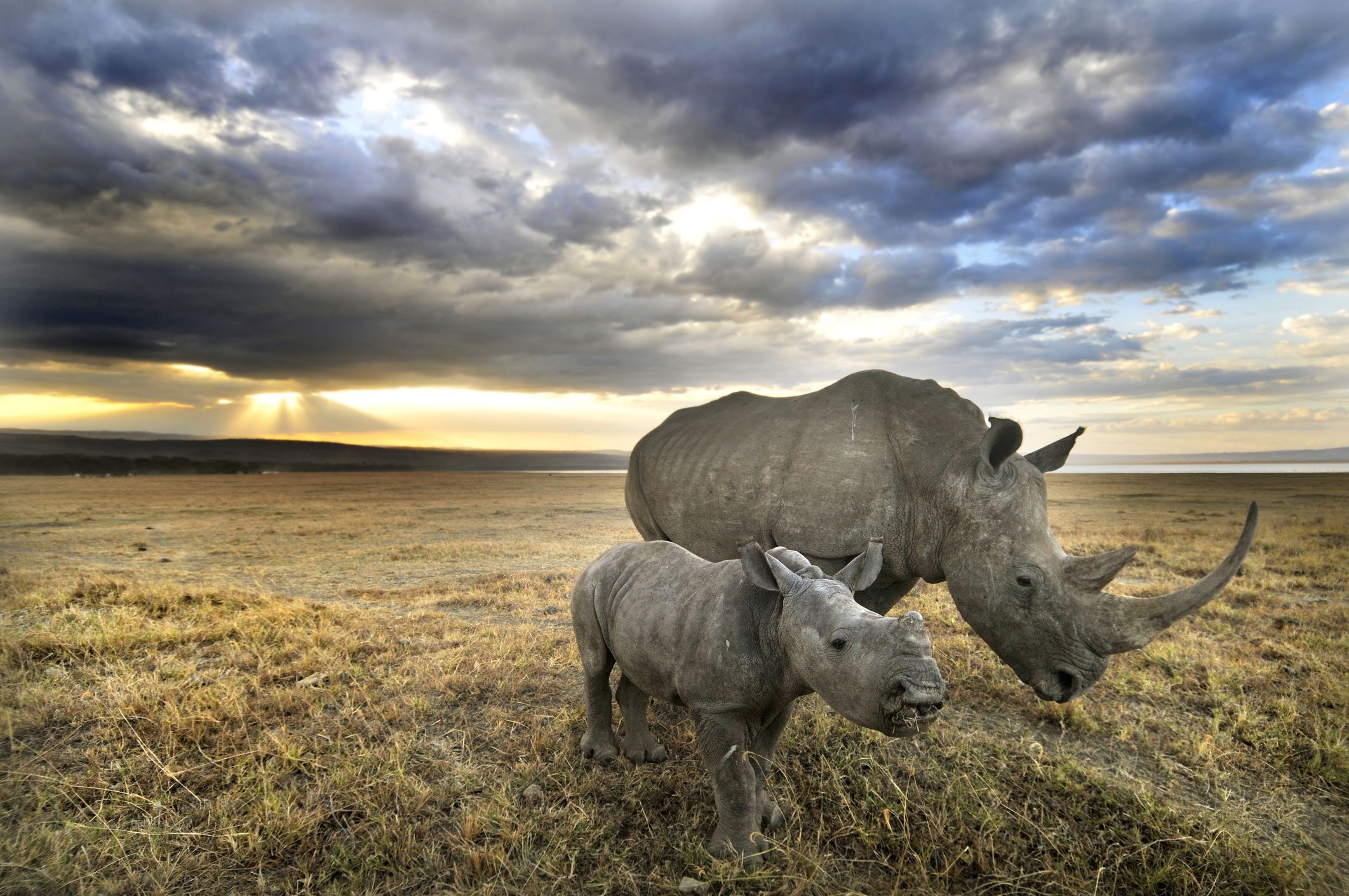 Facts About Rhinos. World Rhino Day 2019