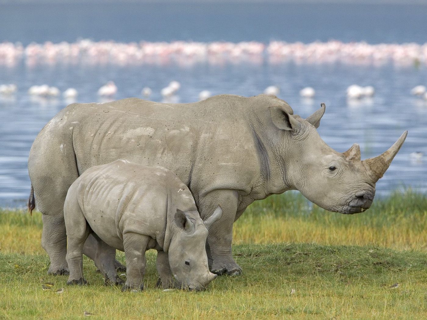 Download wallpaper 1400x1050 family, baby, rhinoceros, field standard 4:3 HD background