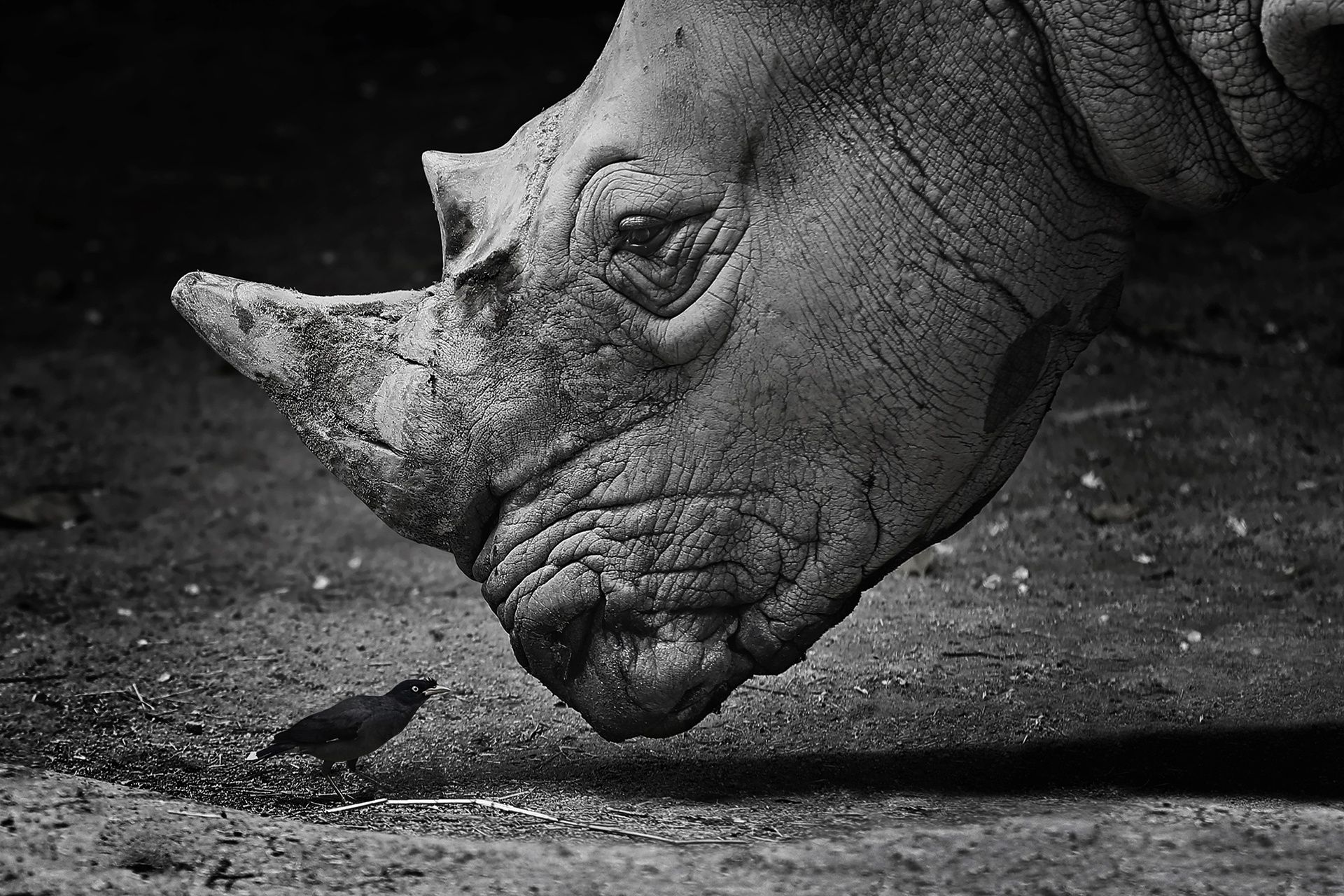 Rhino HD Wallpaper and Background