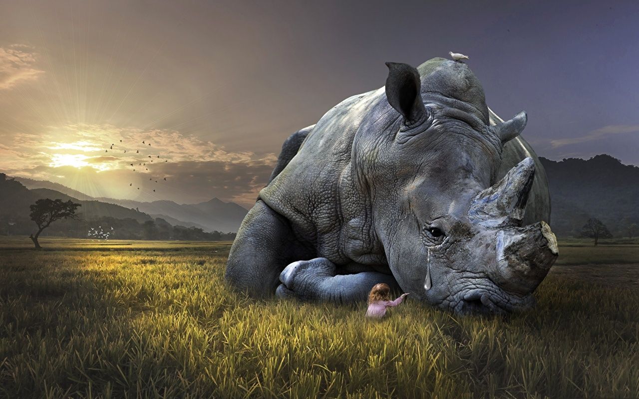 Wallpaper Rhino sad Grass animal