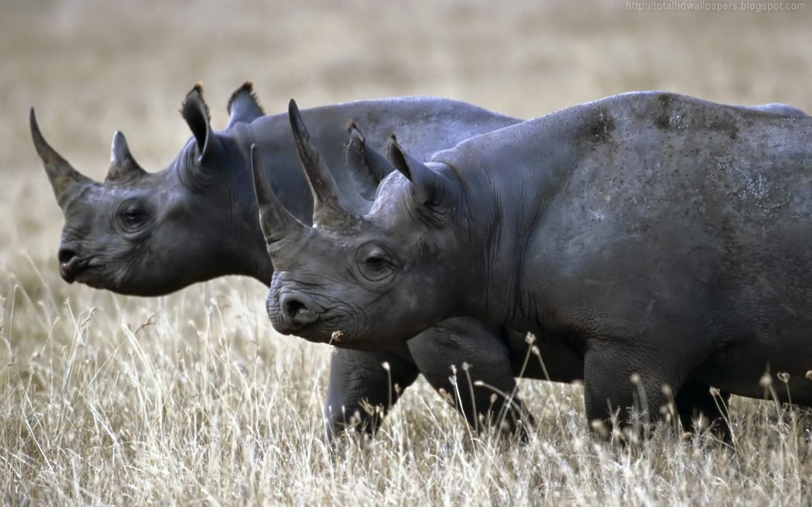 Black Rhinoceros Wallpaper