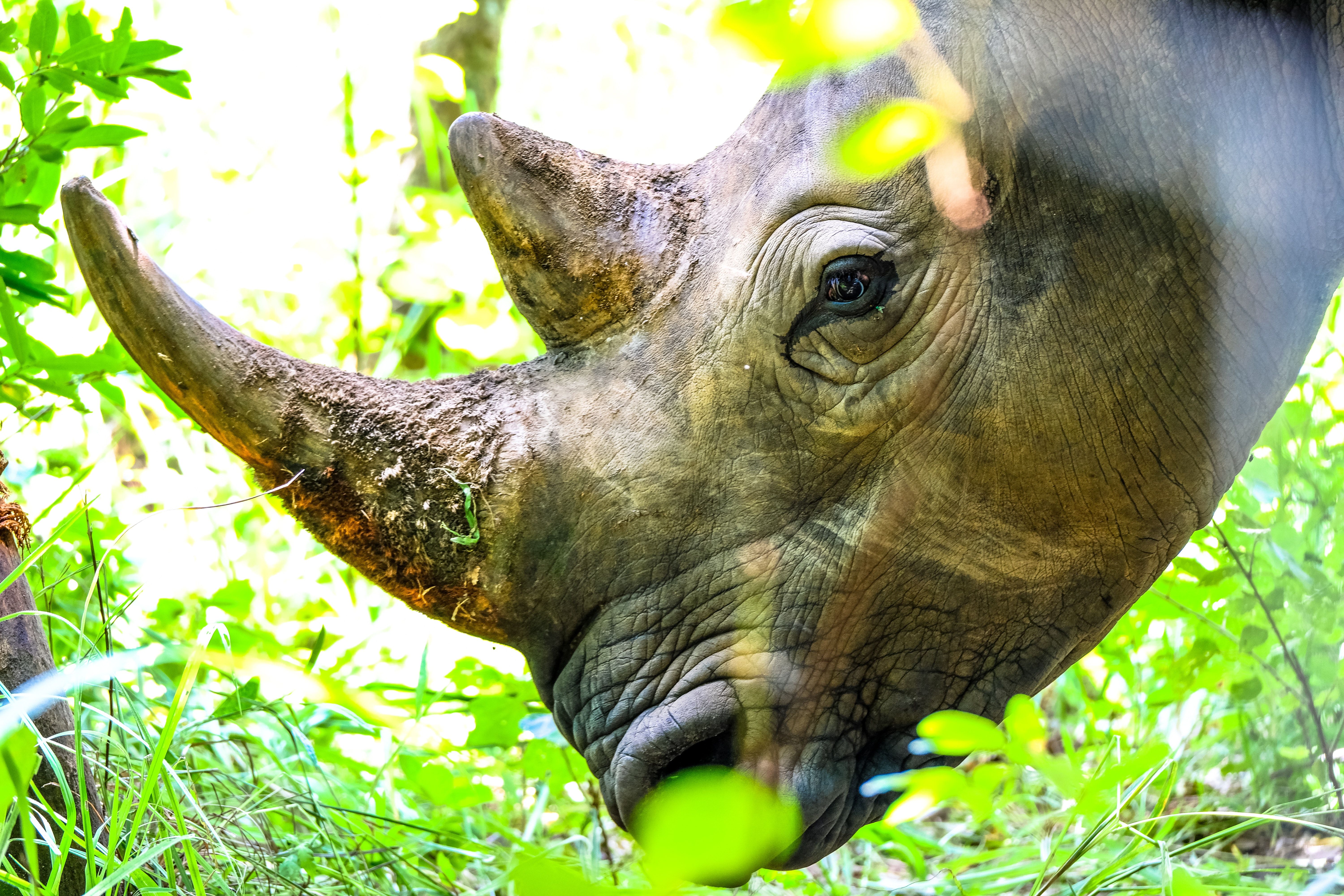 Black Rhinoceros Photo, Download The BEST Free Black Rhinoceros & HD Image