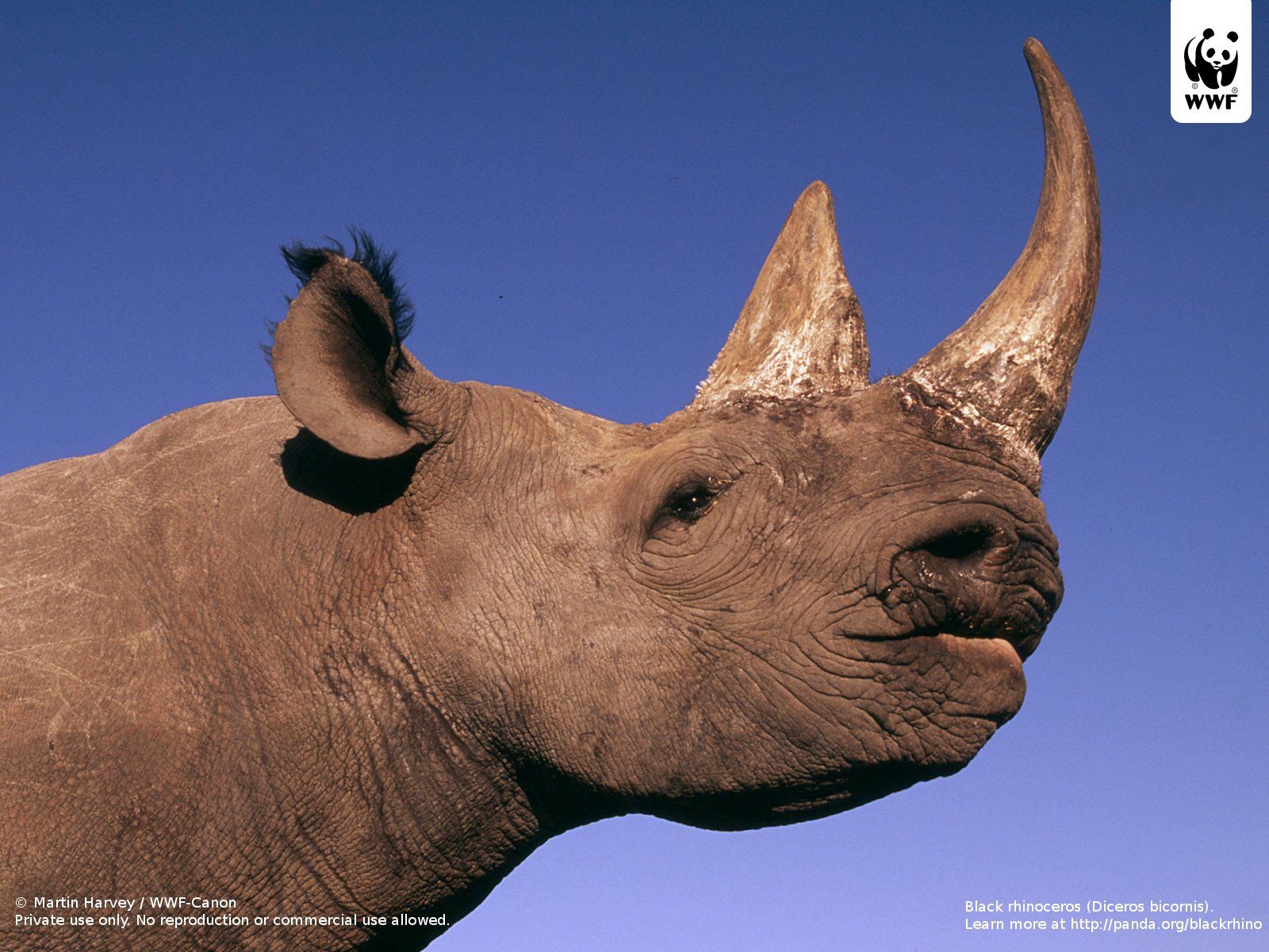 WWF Rhinoceros (Diceros Bicornis) Download Wallpaper Img Original Blackrhino_wallpaper_ © Martin Harvey WWF Canon