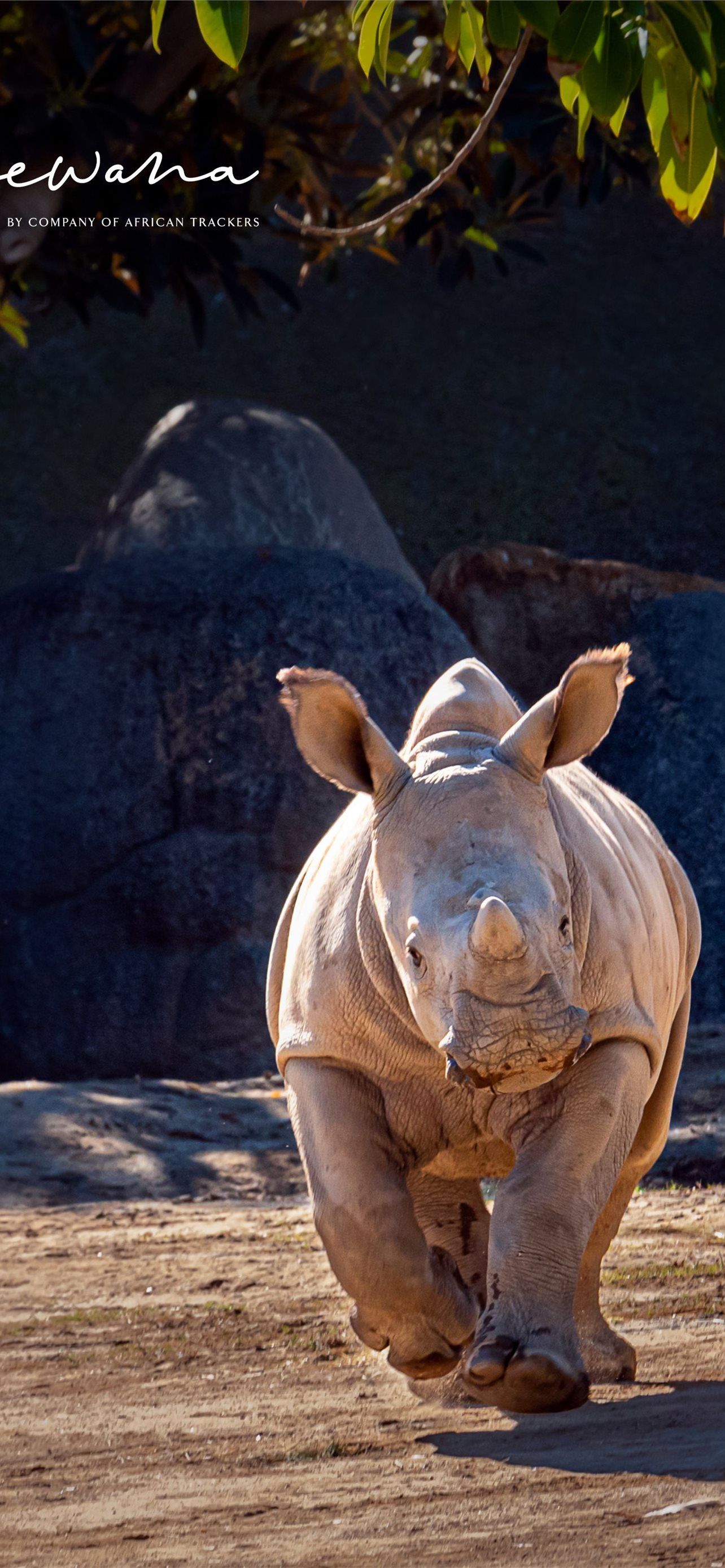 Best White rhinoceros iPhone HD Wallpaper