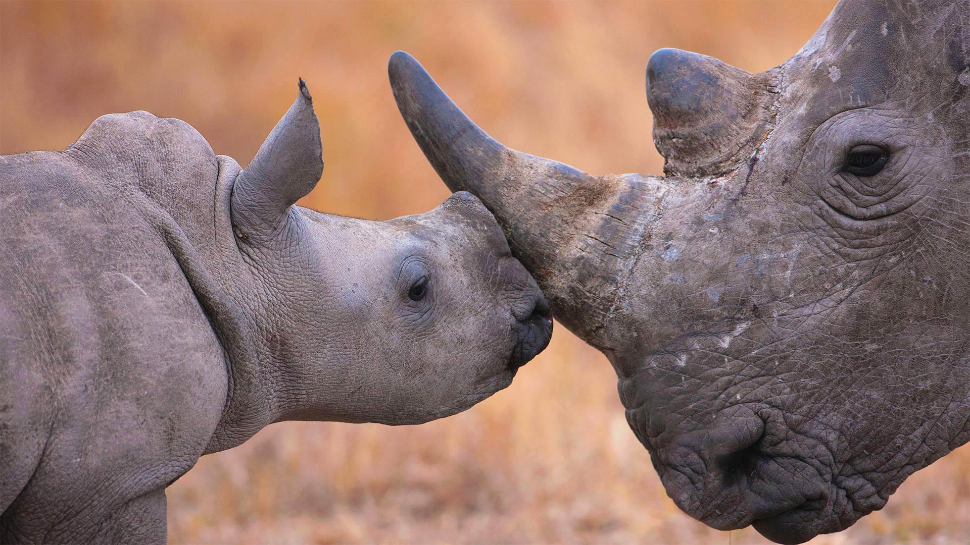 What s cuter than nuzzling rhinos? wallpaper