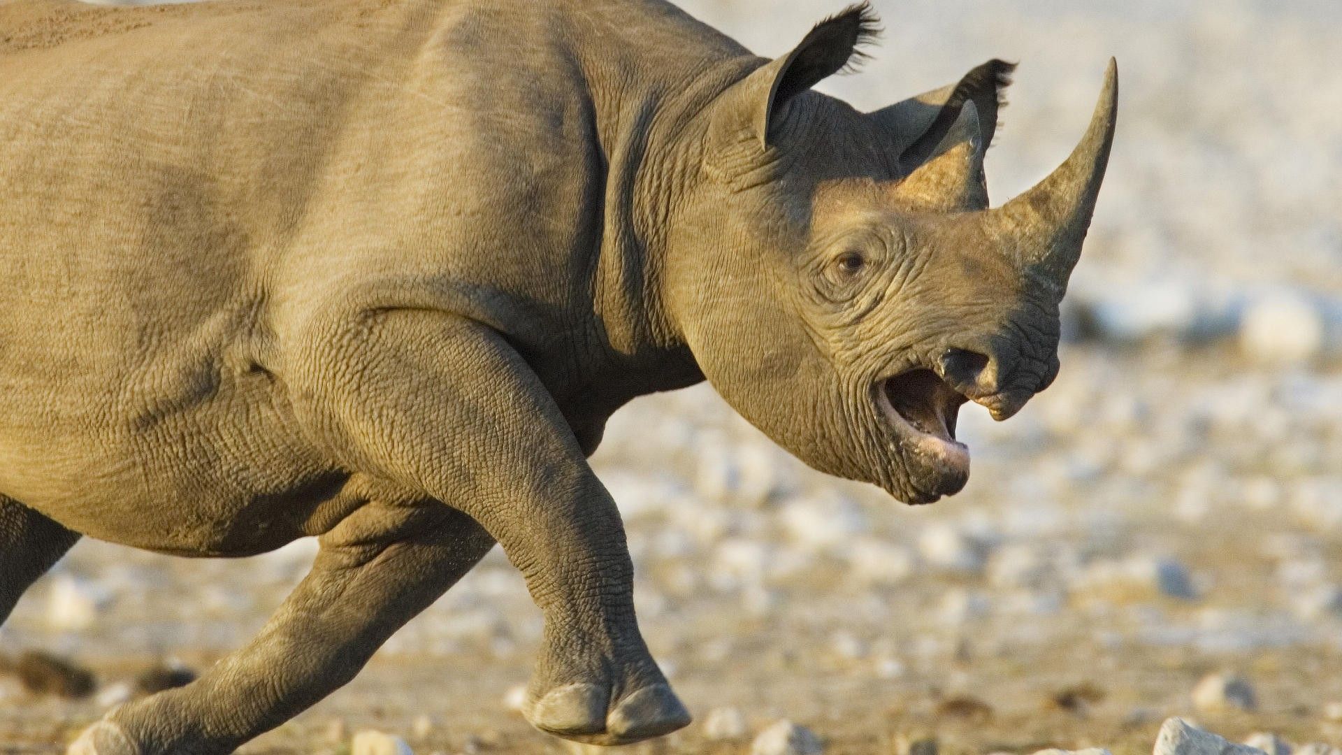 Animal Rhino HD Wallpaper