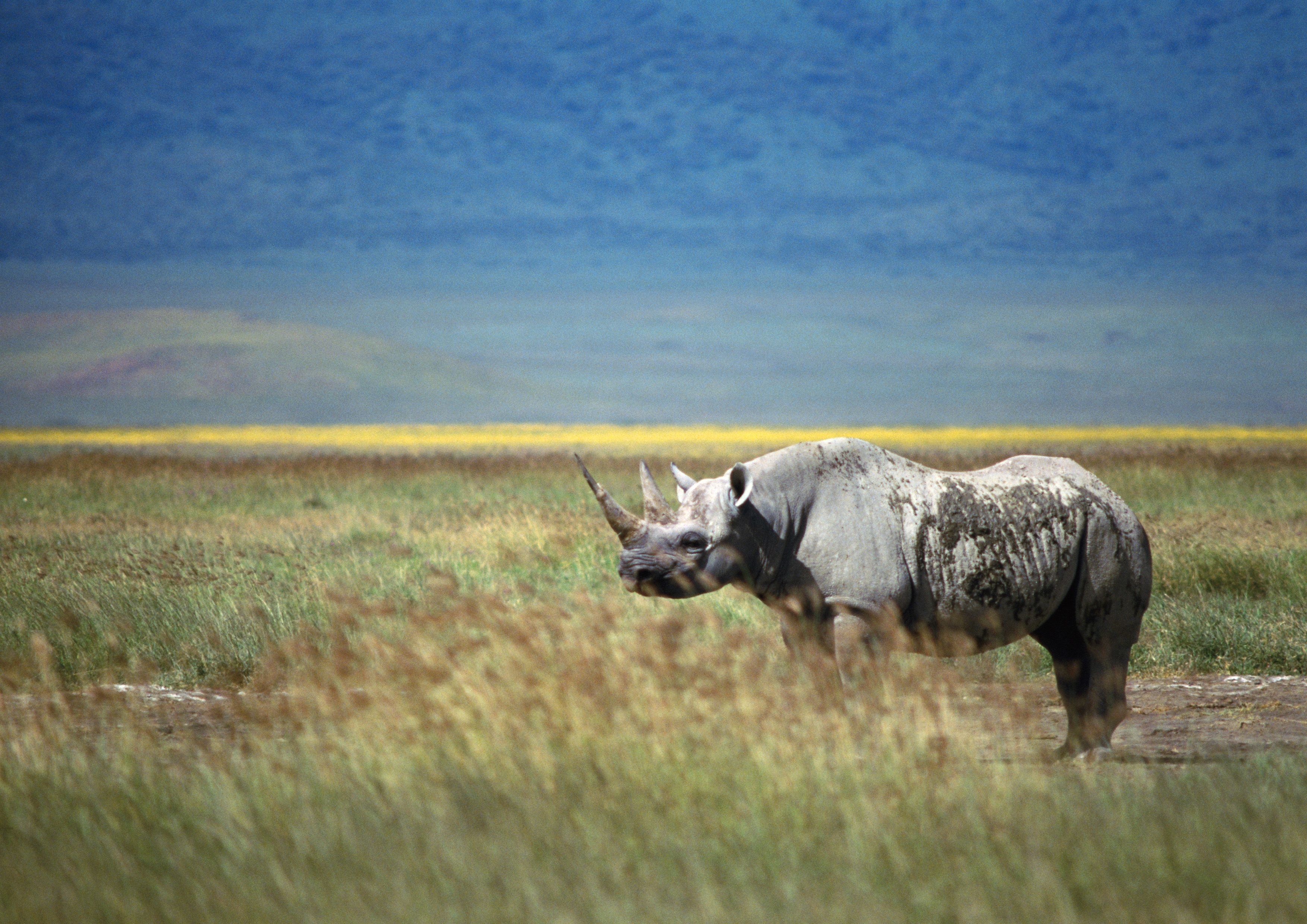 Download Rhinoceros wallpaper for mobile phone, free Rhinoceros HD picture