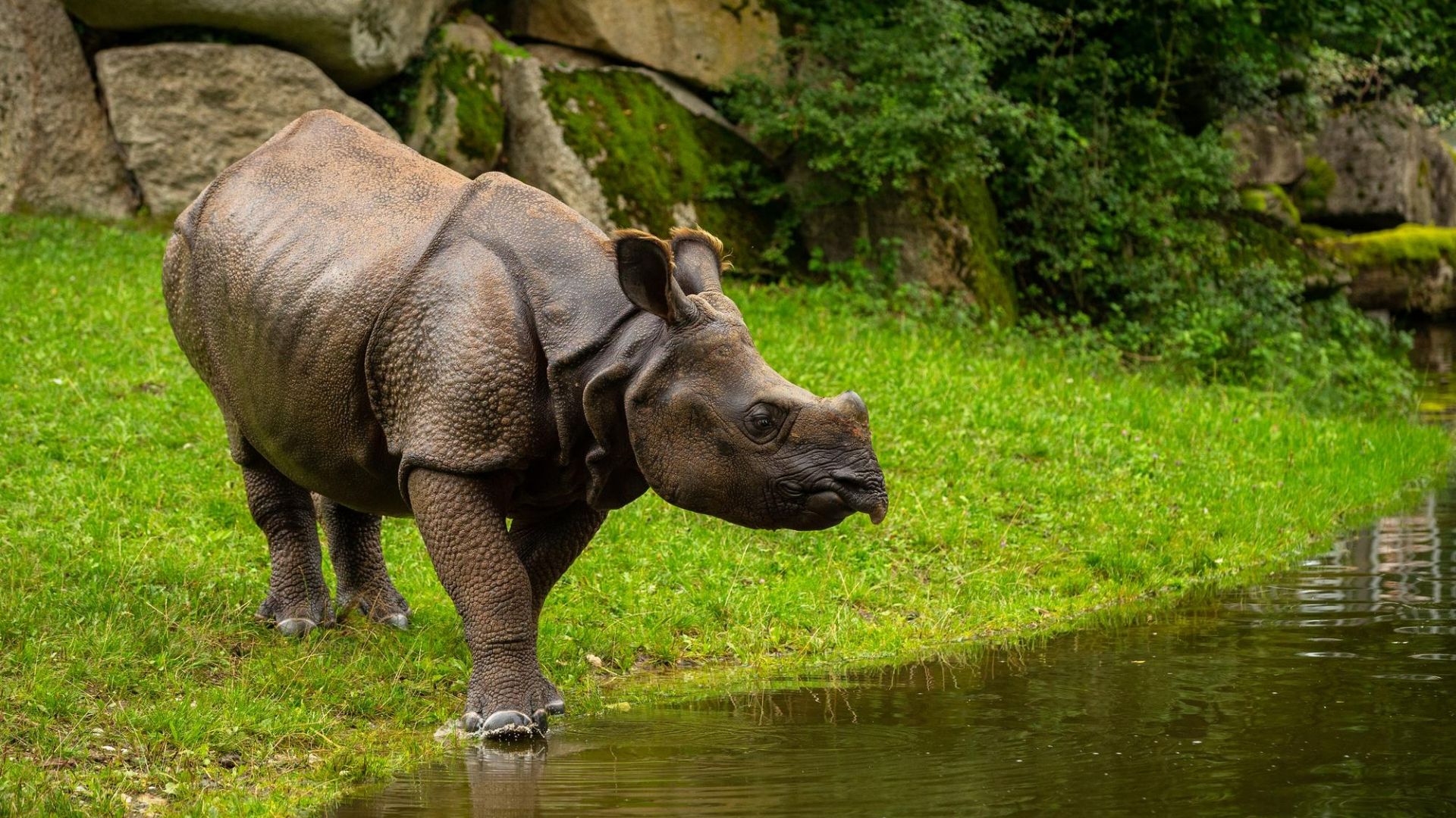 Rhinoceros Horned Rhino Grass Field Water Forest Blur Background HD Animals Wallpaper