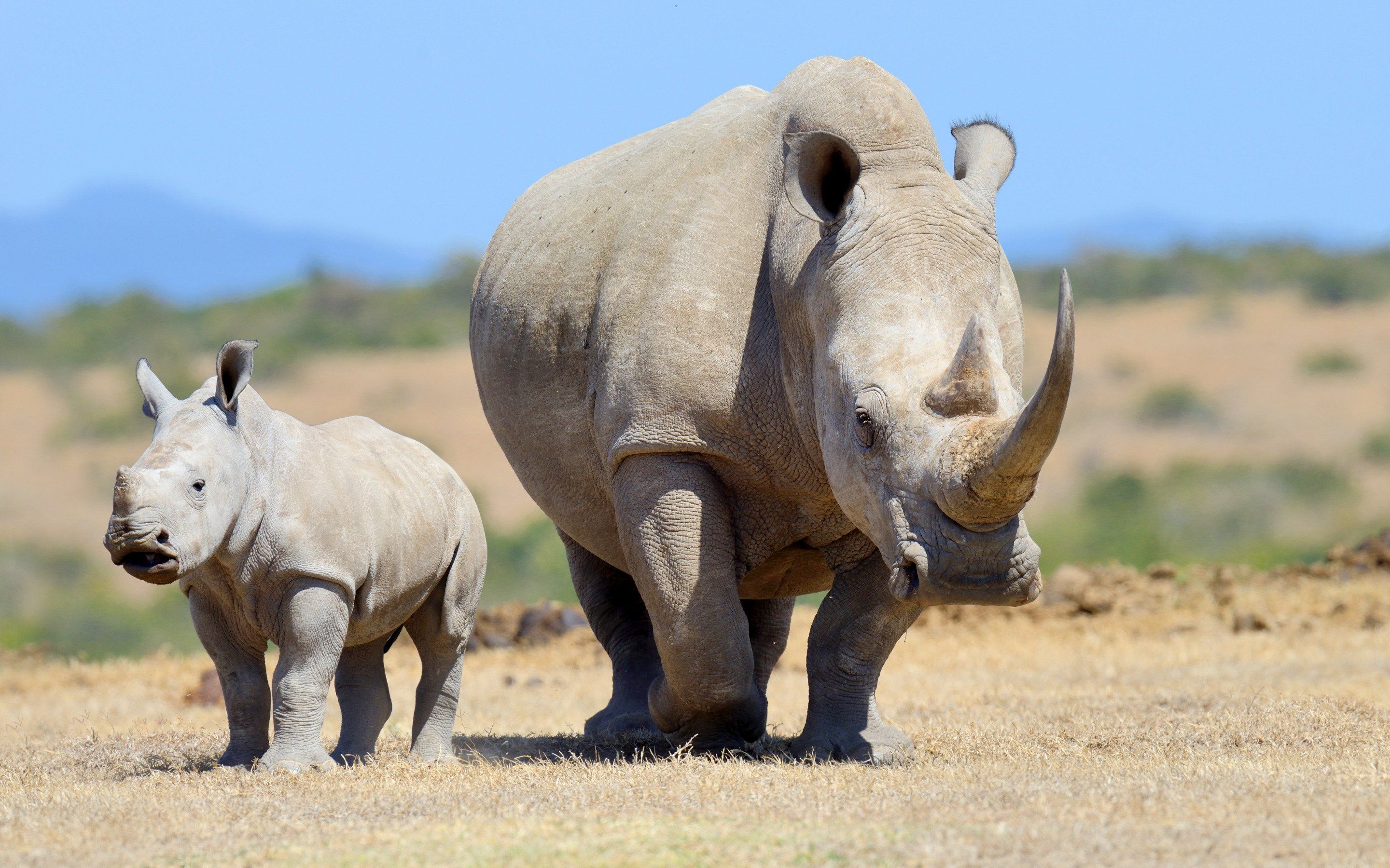 Download wallpaper rhinoceroses, Africa, wildlife, dangerous animals, small rhinoceros, desert for desktop with resolution 2880x1800. High Quality HD picture wallpaper