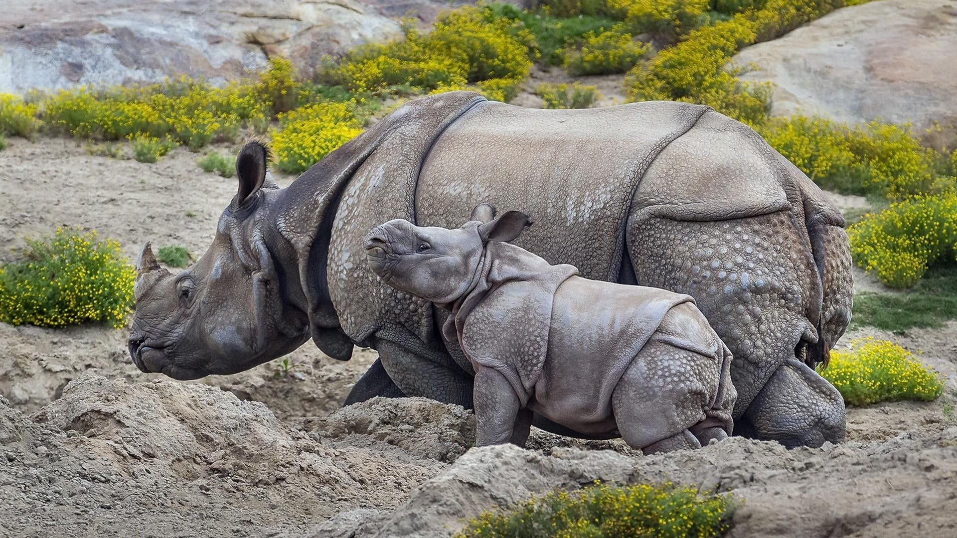 Wallpaper / animal themes, beauty in nature, zoo, grass, group of animals, fauna, rhinoceros, herbivorous, focus on foreground, plant, rock, nature, animal, cute, vertebrate free download