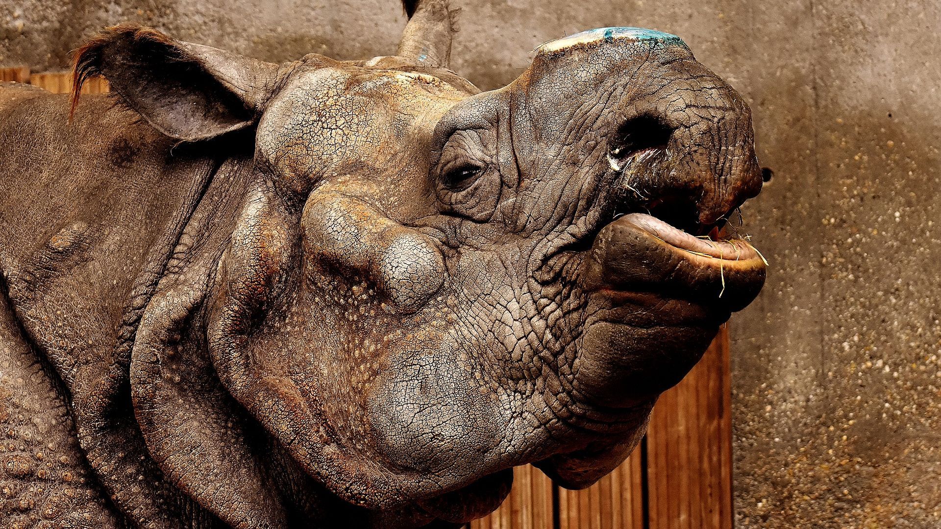 Desktop Wallpaper Rhino, Rhinoceros, Wild Animal, Muzzle, Wildlife, HD Image, Picture, Background, D5b8e2