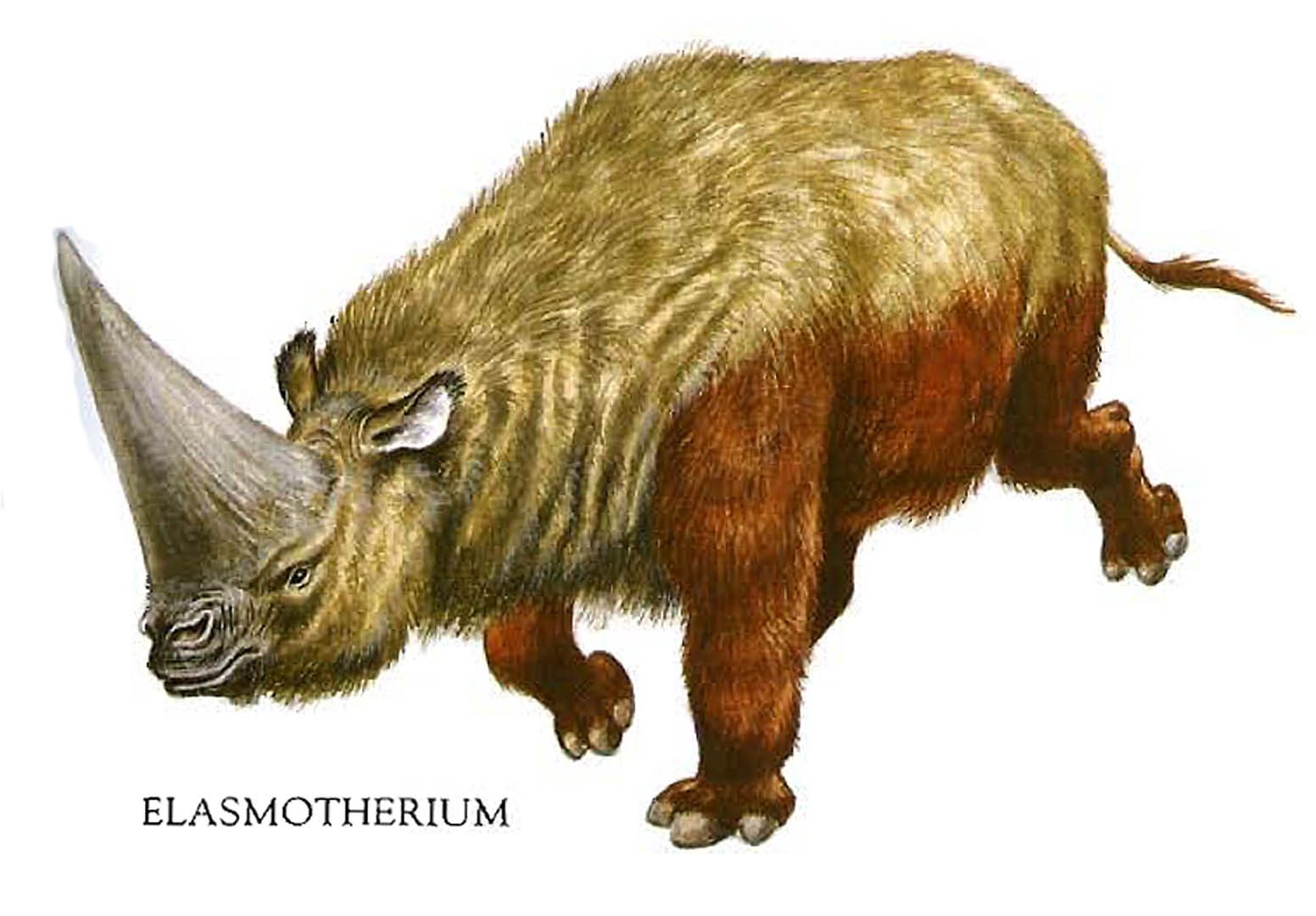 Woolly Rhinoceros Elasmotherium Like Dinosaurs