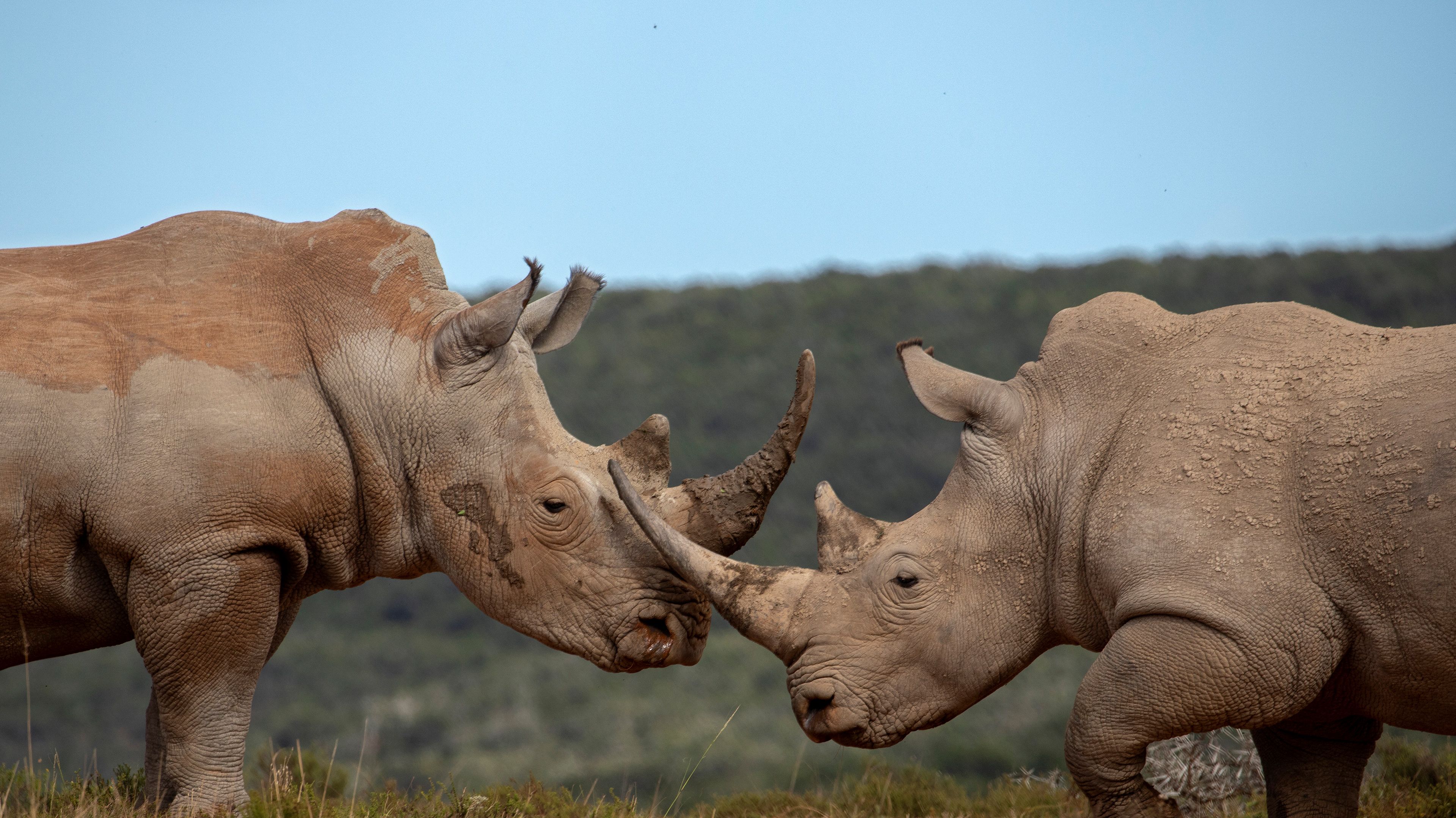 Bing HD Wallpaper Sep 2023: World Rhinoceros Day Wallpaper Gallery