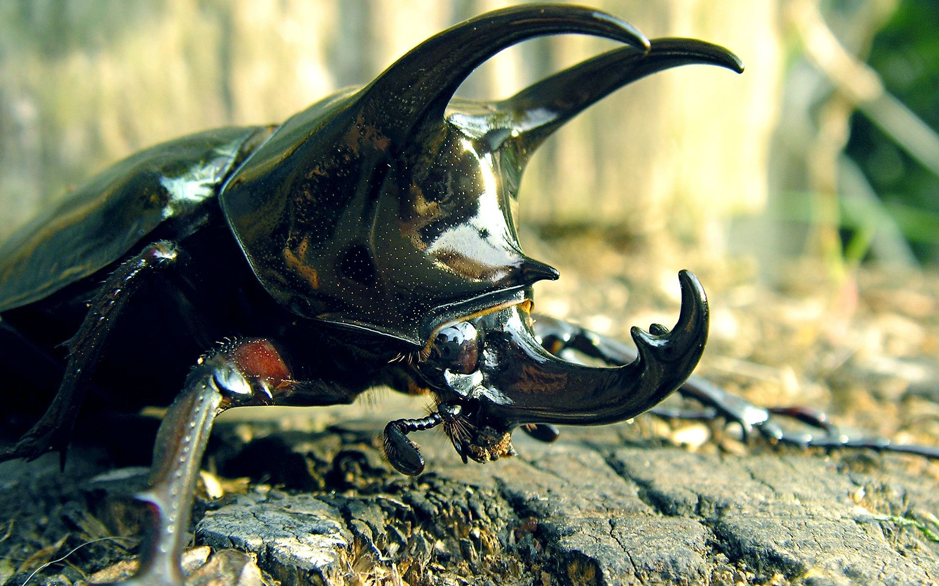 Rhinoceros Beetle [1920×1200]