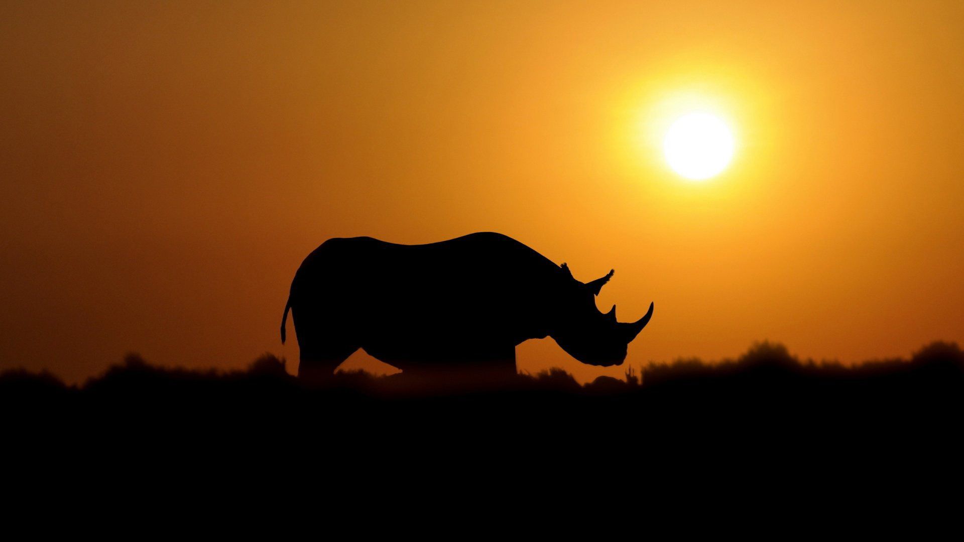 Rhino Background HD Wallpaper 78489