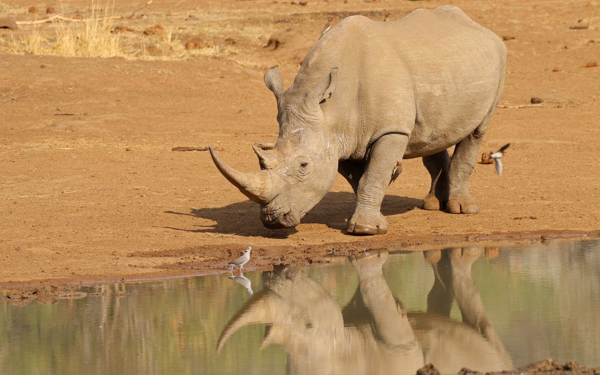 HD desktop wallpaper: Water, Reflection, Animal, Rhinoceros, Africa, Rhino download free picture