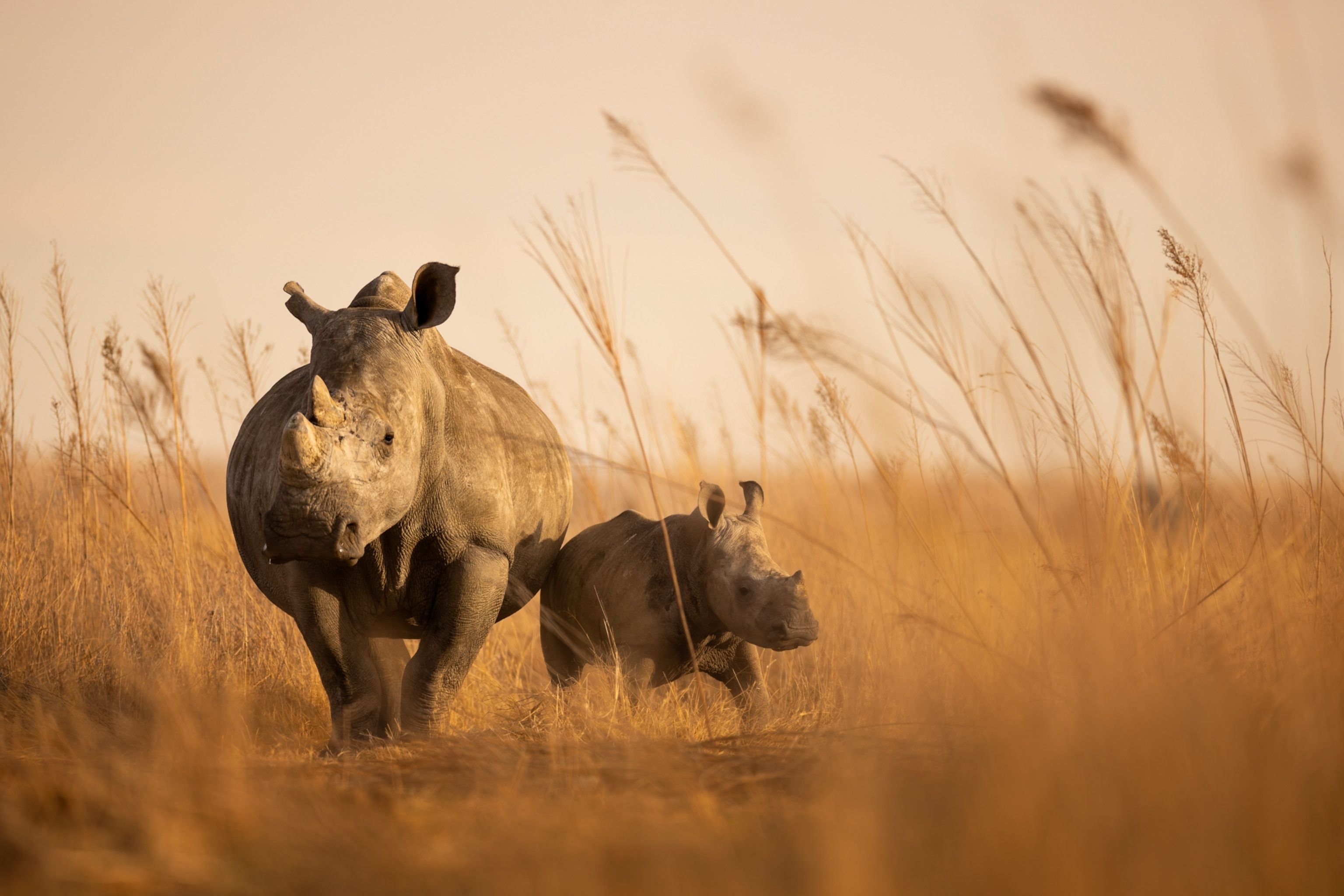 No one wanted to buy 000 rhinos up for auction. What happened next is good news