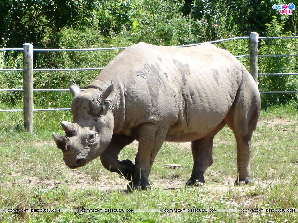 Rhinoceros Wallpaper Wallpaper Download, Indian Hot Celebrities Wallpaper, Bollywood Actors And Actorsses, Hot Wallpaper Download, Desktop Wallpaper, Bollywood Actresses