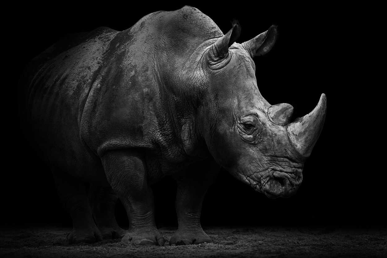 Black Rhinoceros HD Wallpaper 4k For Pc