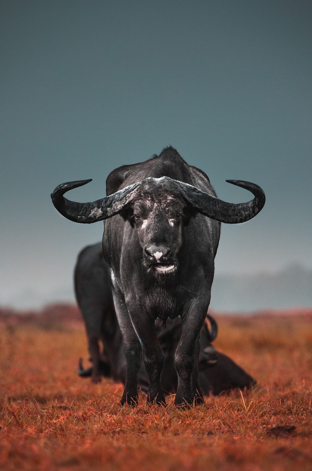 African Buffalo Picture. Download Free Image