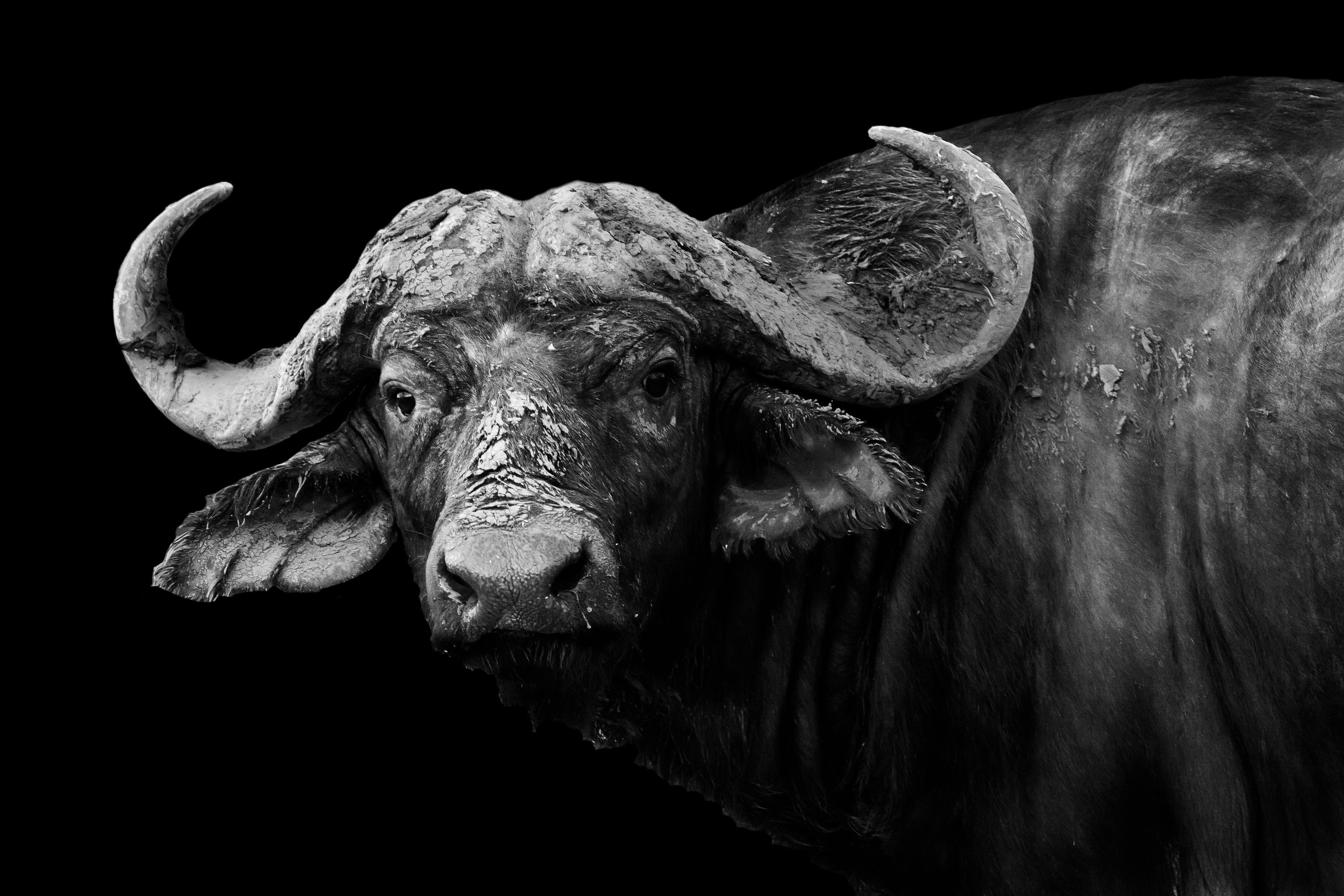 African Buffalo HD Wallpaper and Background