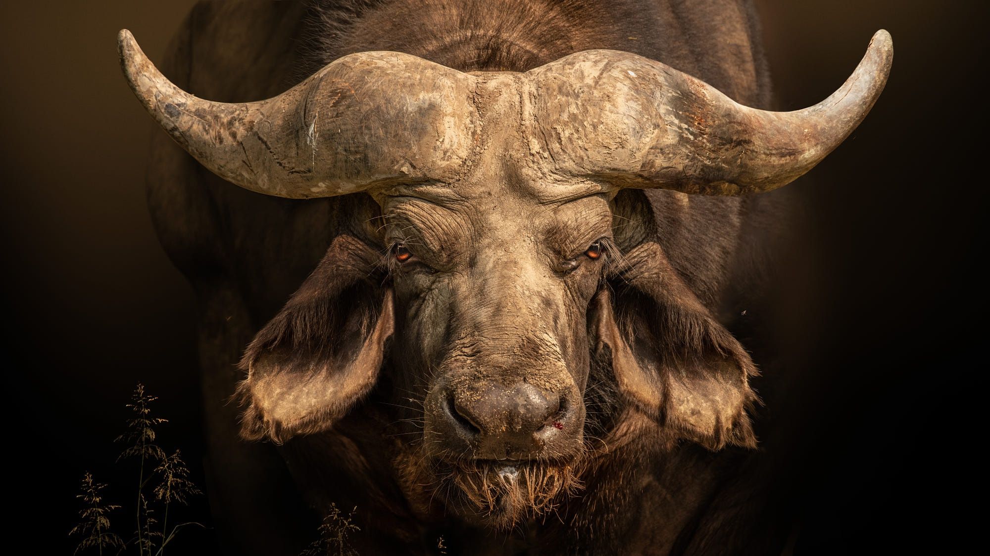 Animal African Buffalo HD Wallpaper