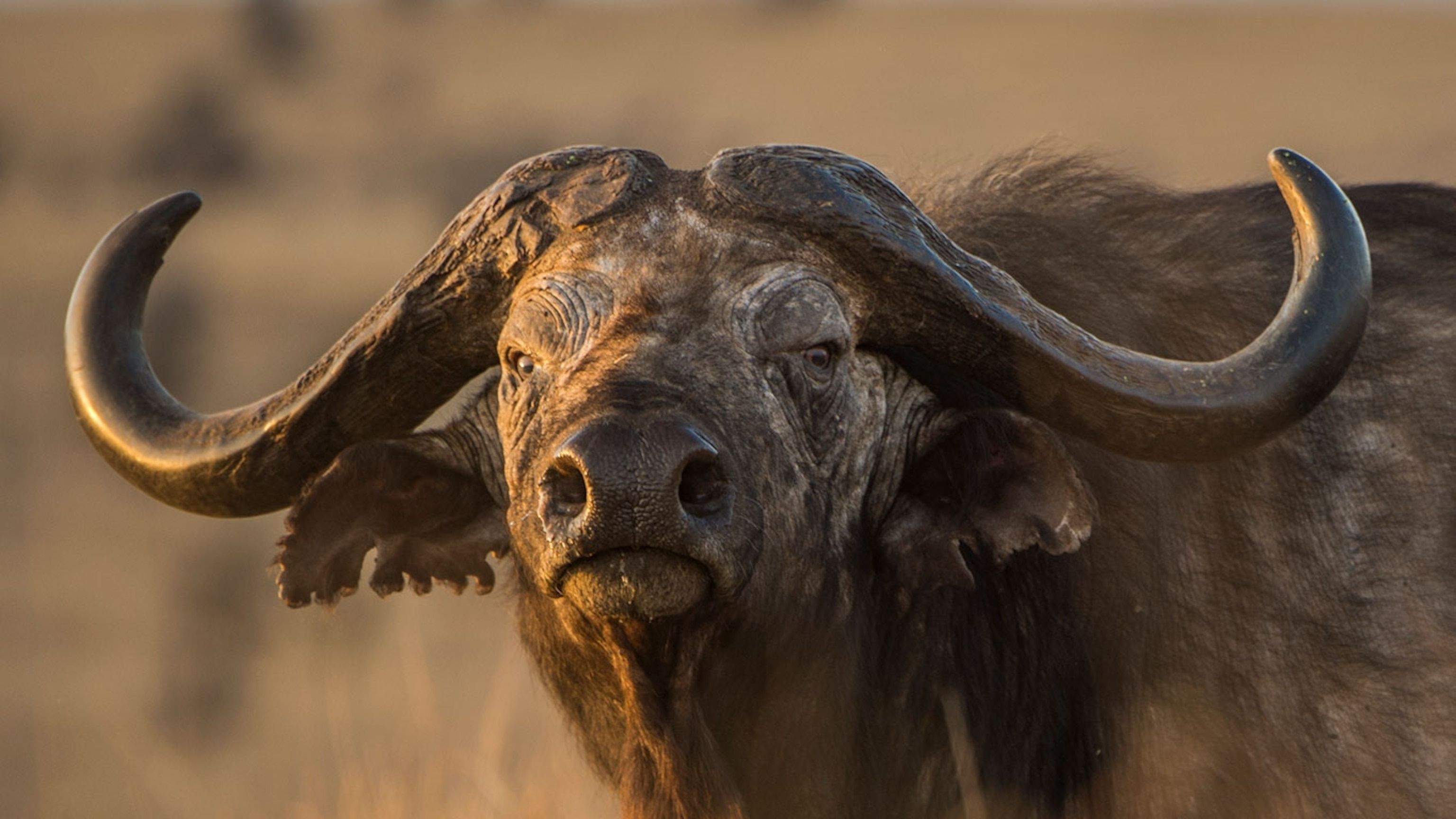 African buffalo, facts and photo