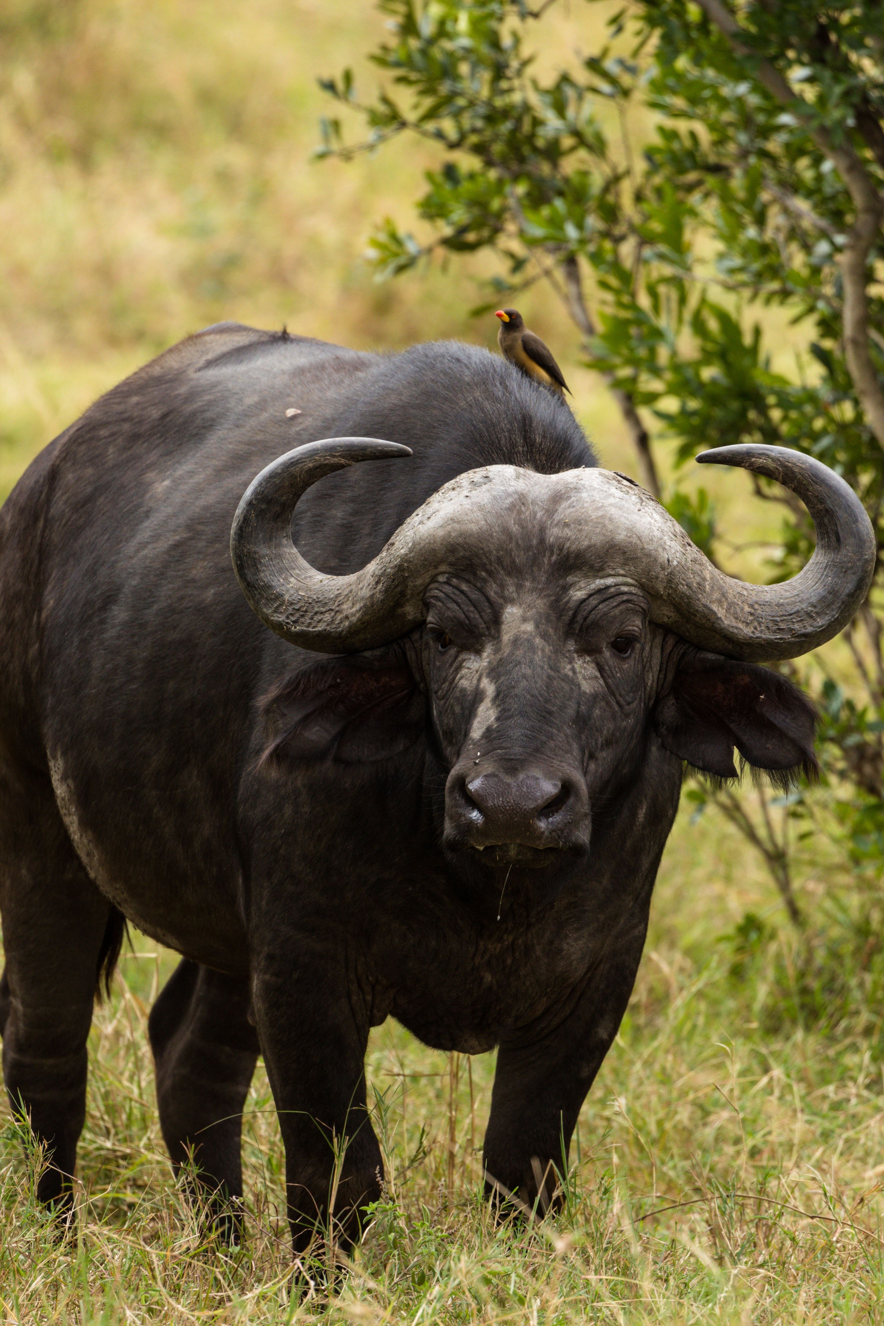 African Buffalo Photo, Download The BEST Free African Buffalo & HD Image