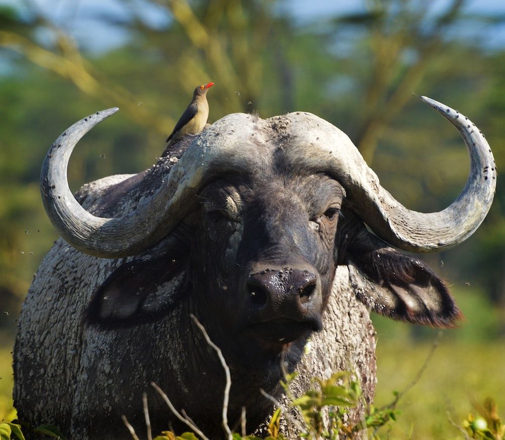 African Buffalo Picture. Download Free Image