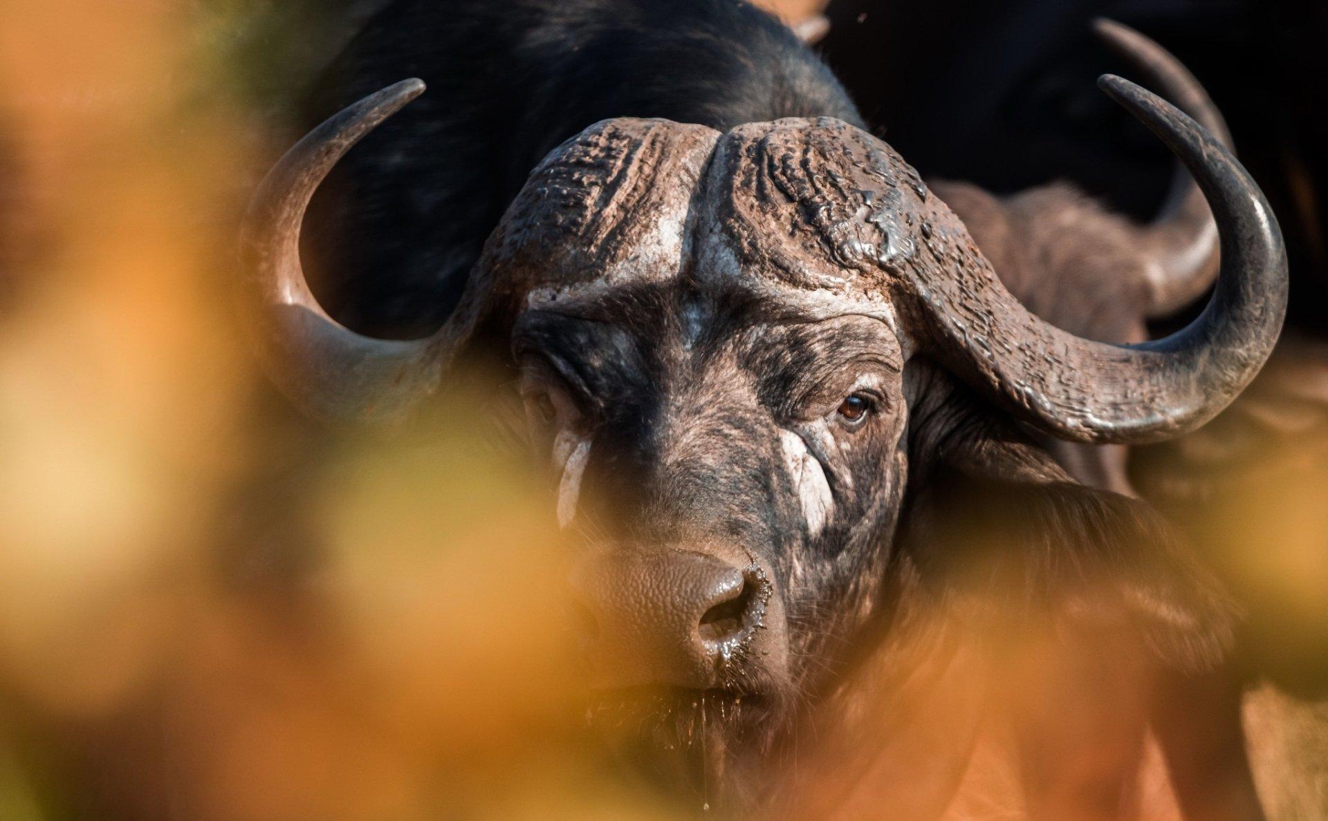 Cape Buffalo Wallpaper