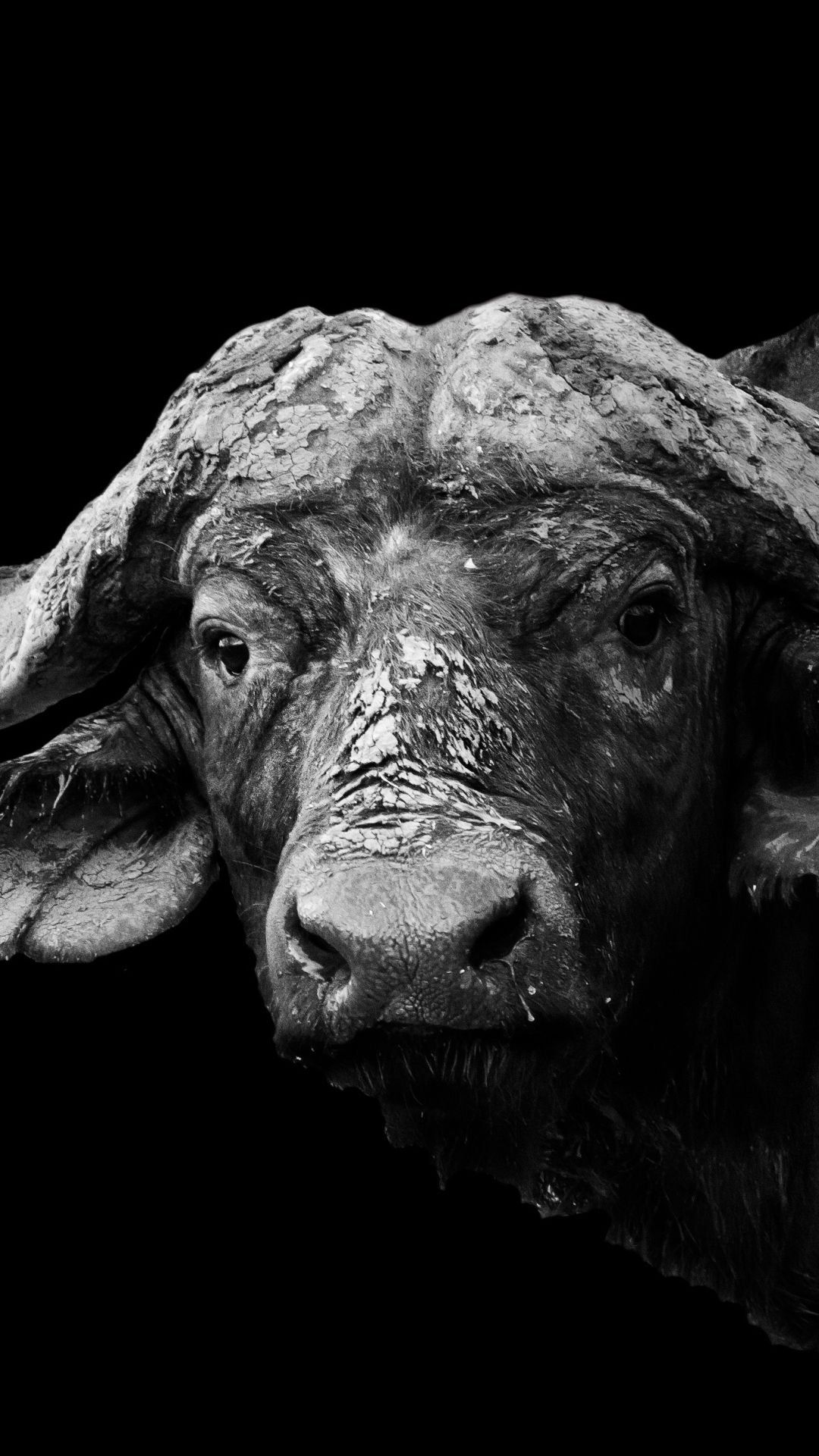 African buffalo Wallpaper Download