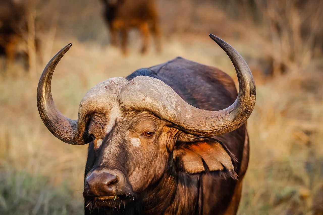 Free Cape Buffalo & Buffalo Image