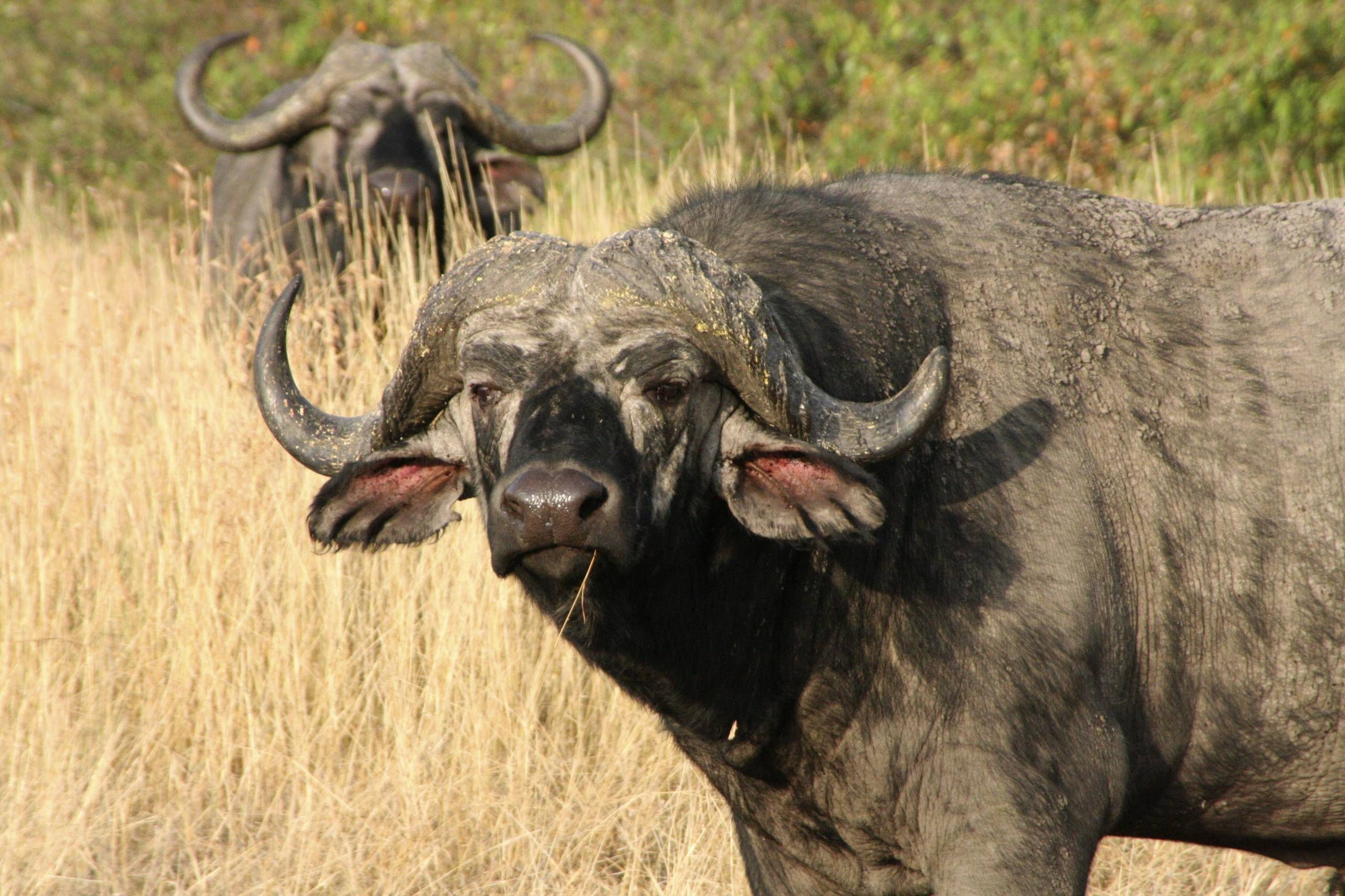 African Buffalo Desktop Background Wallpaper. African buffalo, African wildlife, Animal tshirt