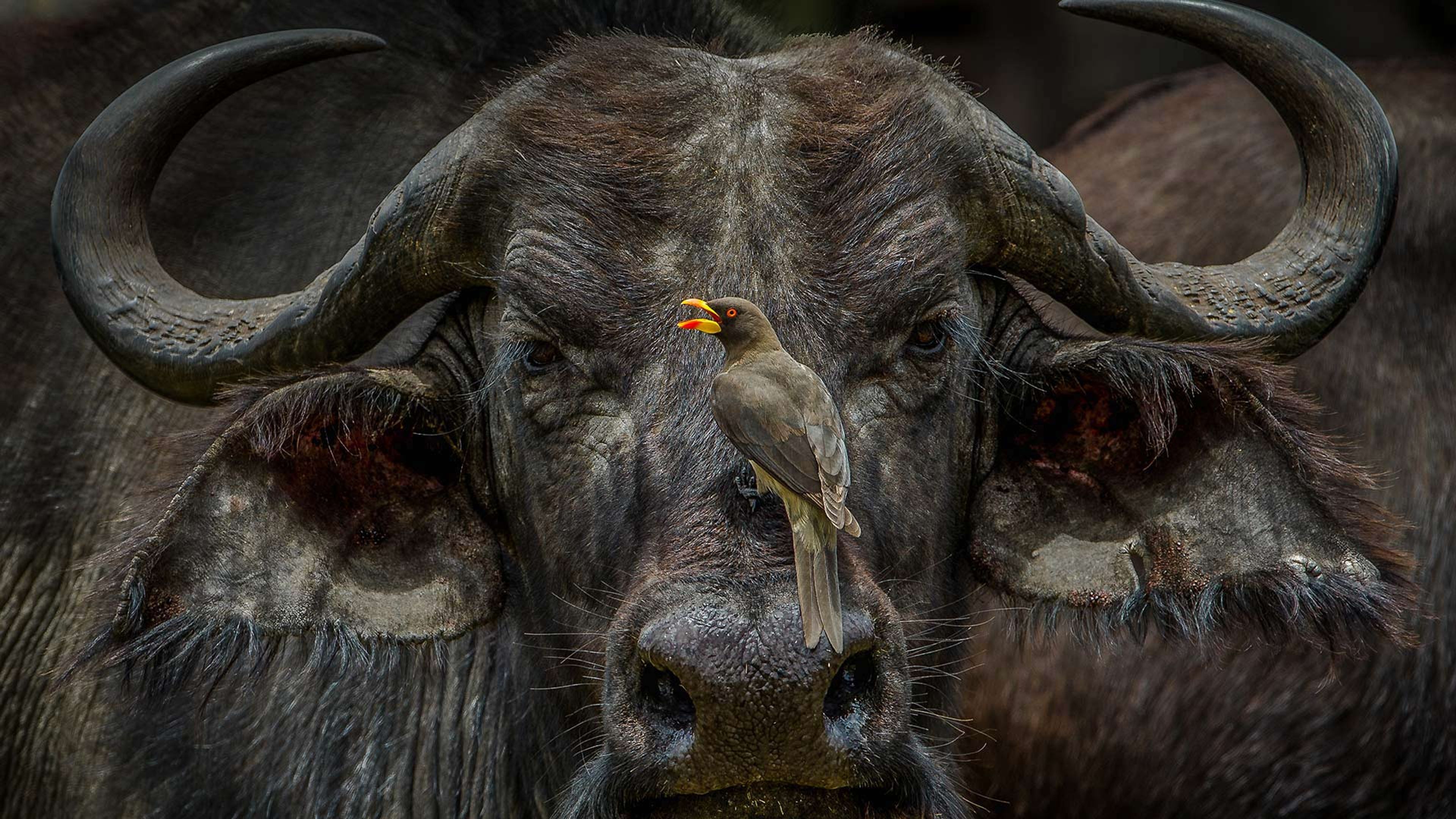 An oxpecker sits on an African buffalo in Maasai Mara National Reserve, Kenya