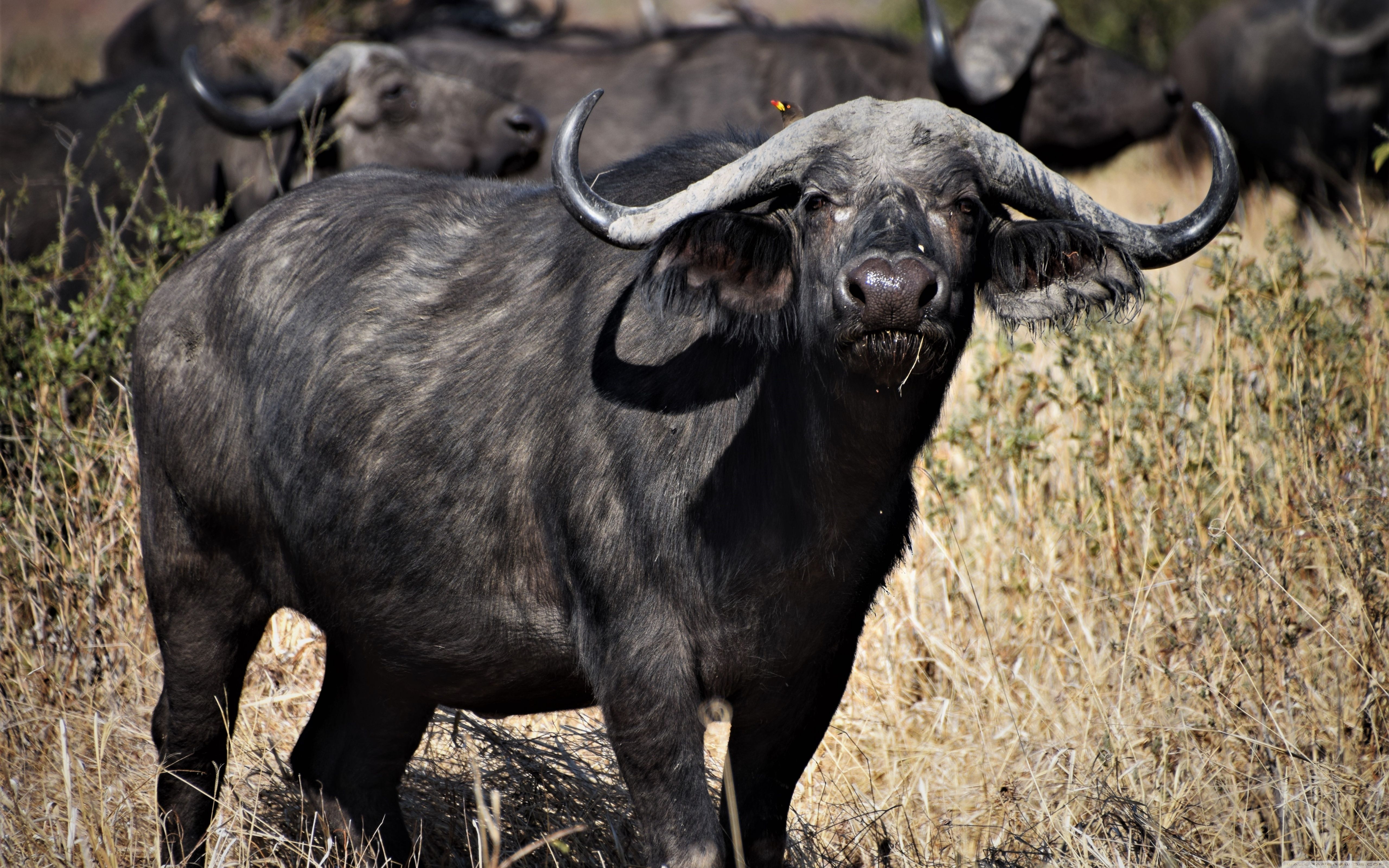 African buffalo Ultra HD Desktop Background Wallpaper for 4K UHD TV : Widescreen & UltraWide Desktop & Laptop