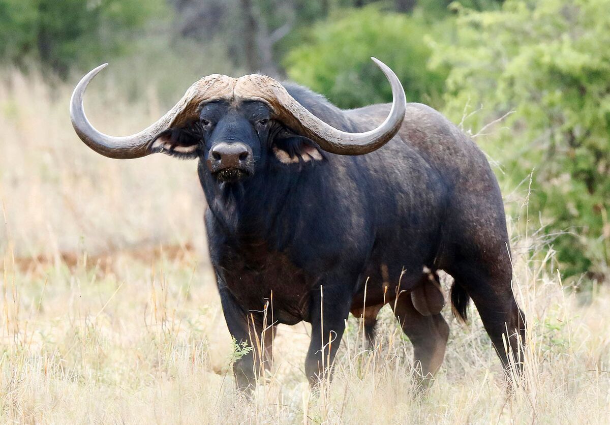 World's Most Expensive African Buffalo Valued at $11.1 Million