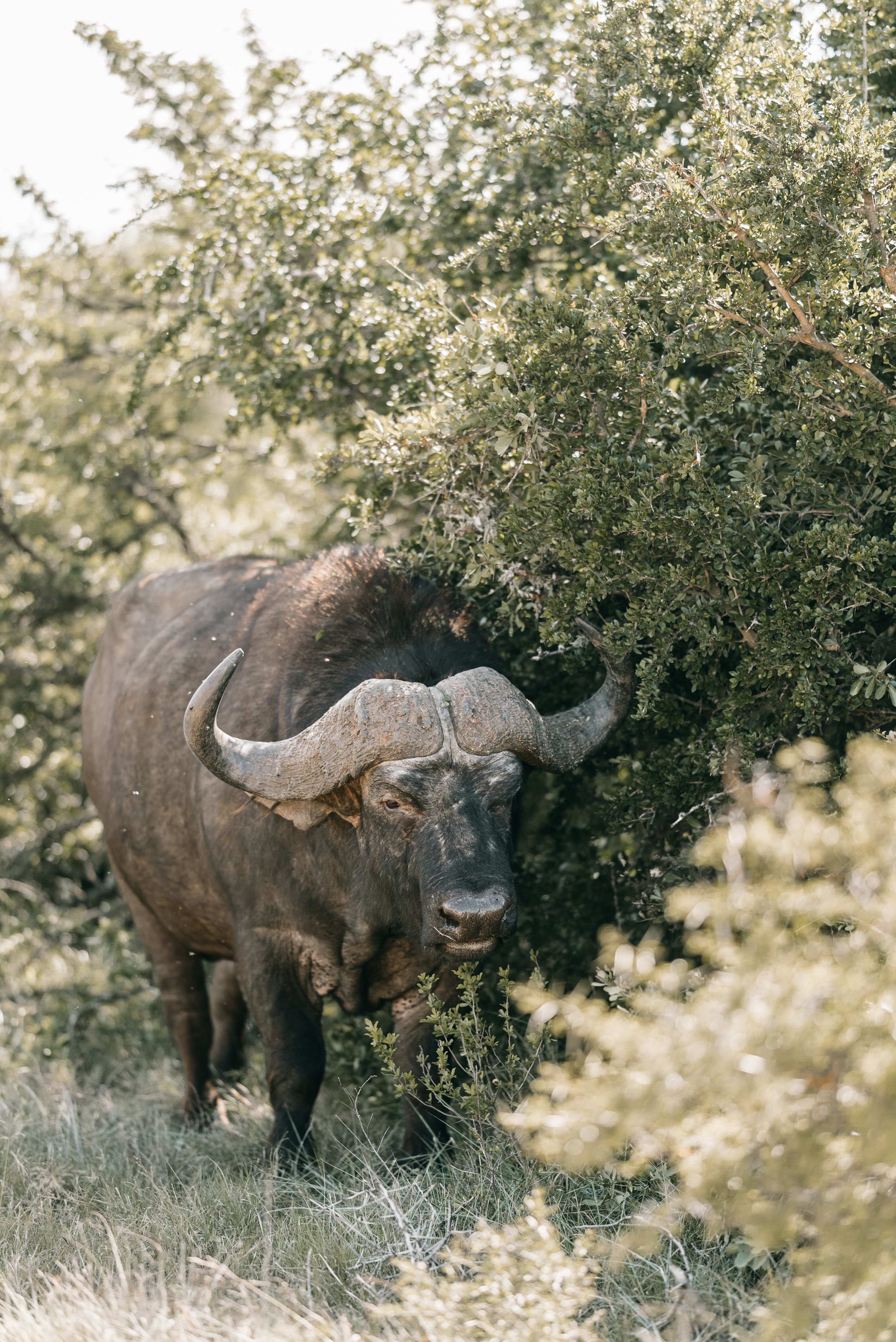 African Buffalo Photo, Download The BEST Free African Buffalo & HD Image