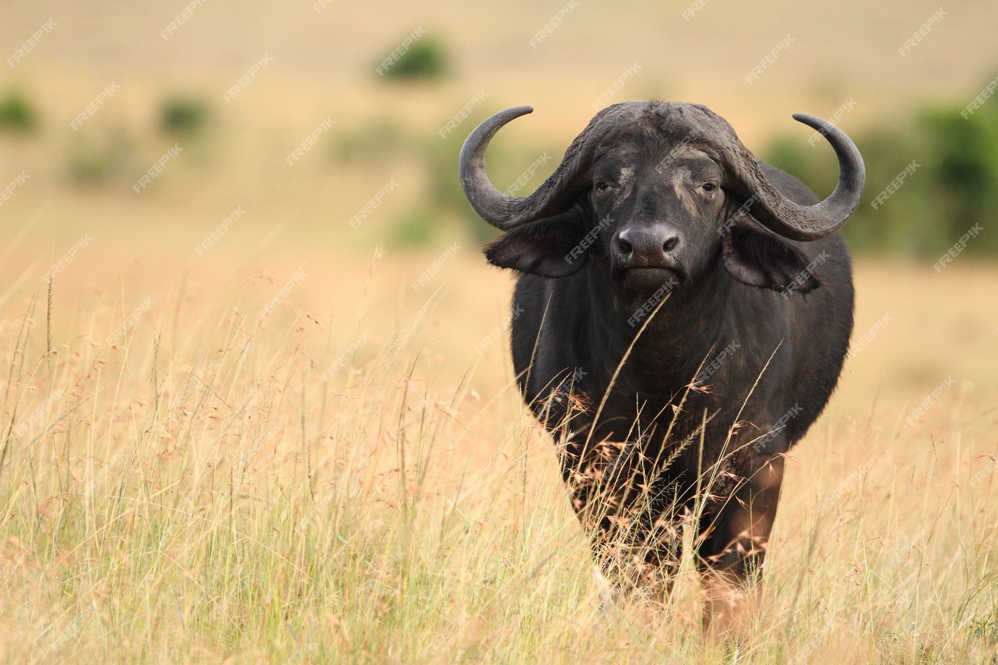 African Buffalo Image