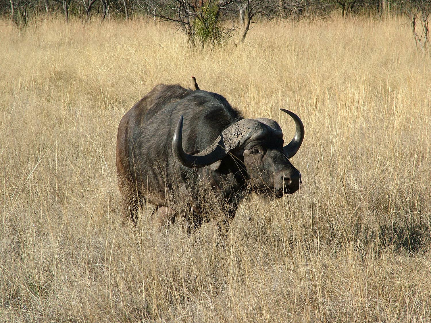 African Buffalo Wallpaper