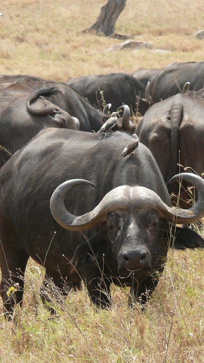 Kenya, Masai Mara, African Buffalo, buff Starling, volclay, section животные HD wallpaper