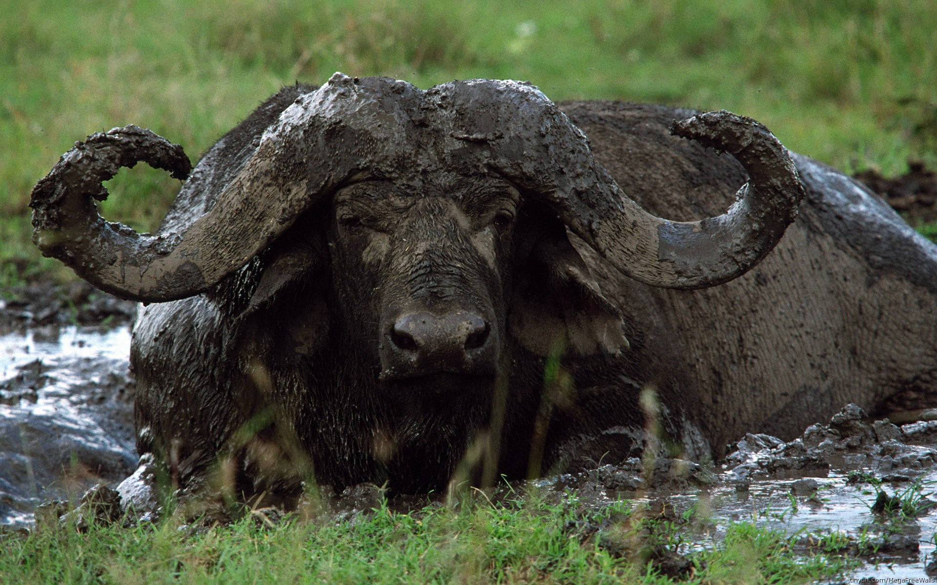 Download Buffalo Laying In Mud Wallpaper