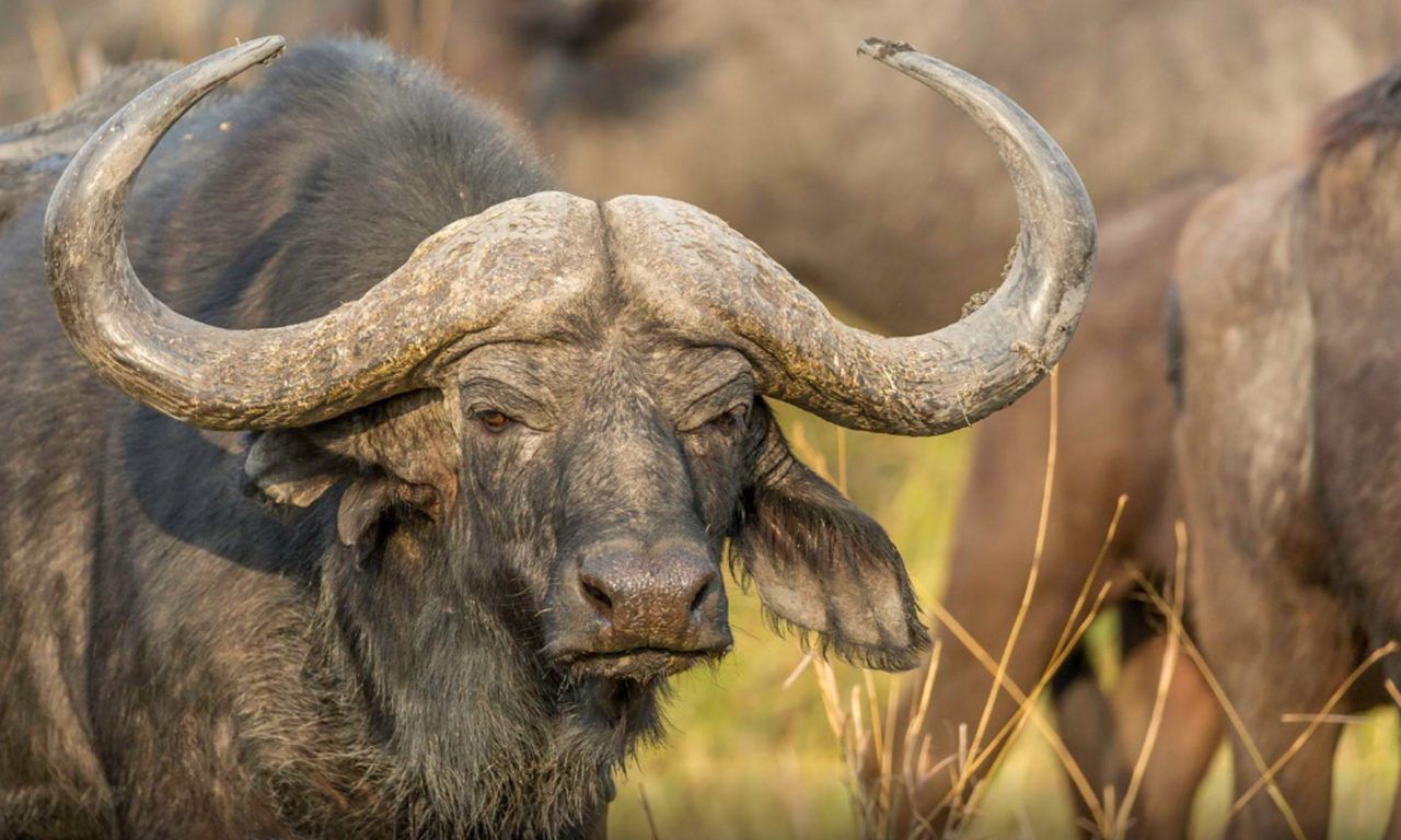 African Buffalo Wallpaper