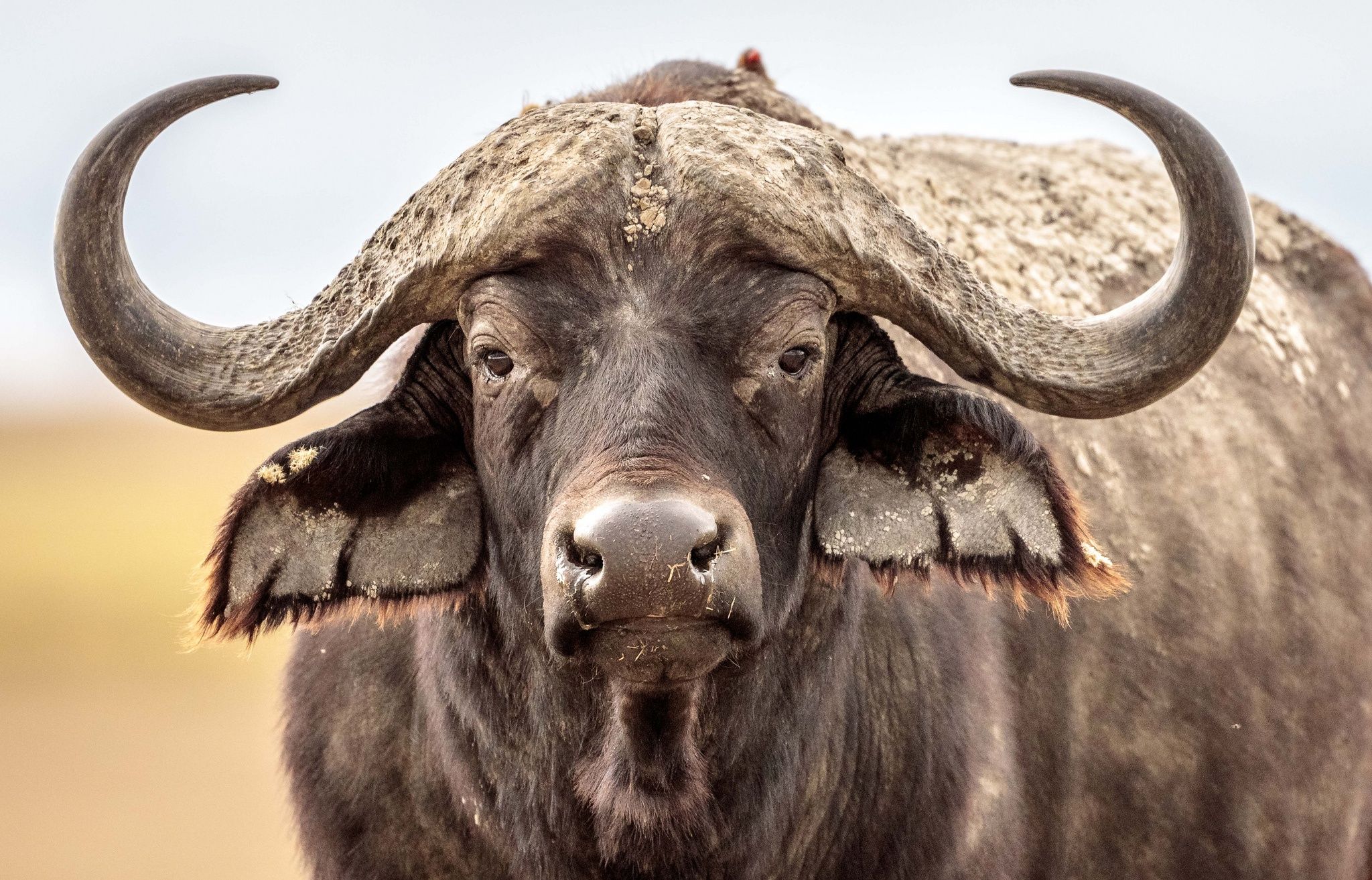 Animal African Buffalo HD Wallpaper