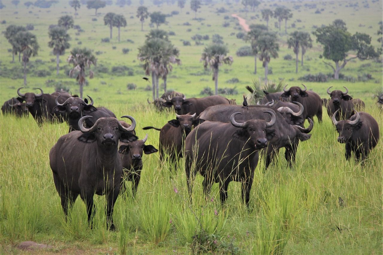 African Buffalo Heard