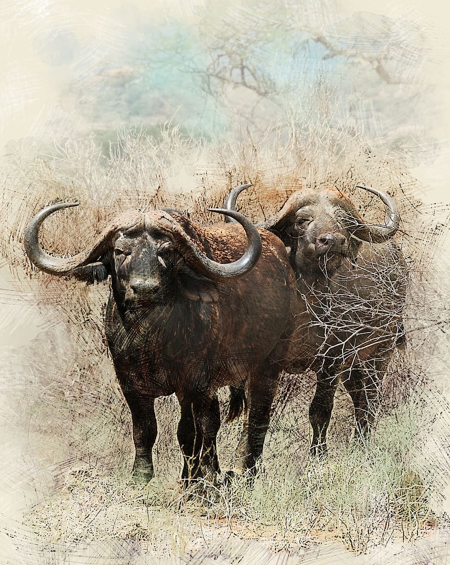 HD wallpaper: two black water buffalos painting, african buffalo, bull, powerful animal